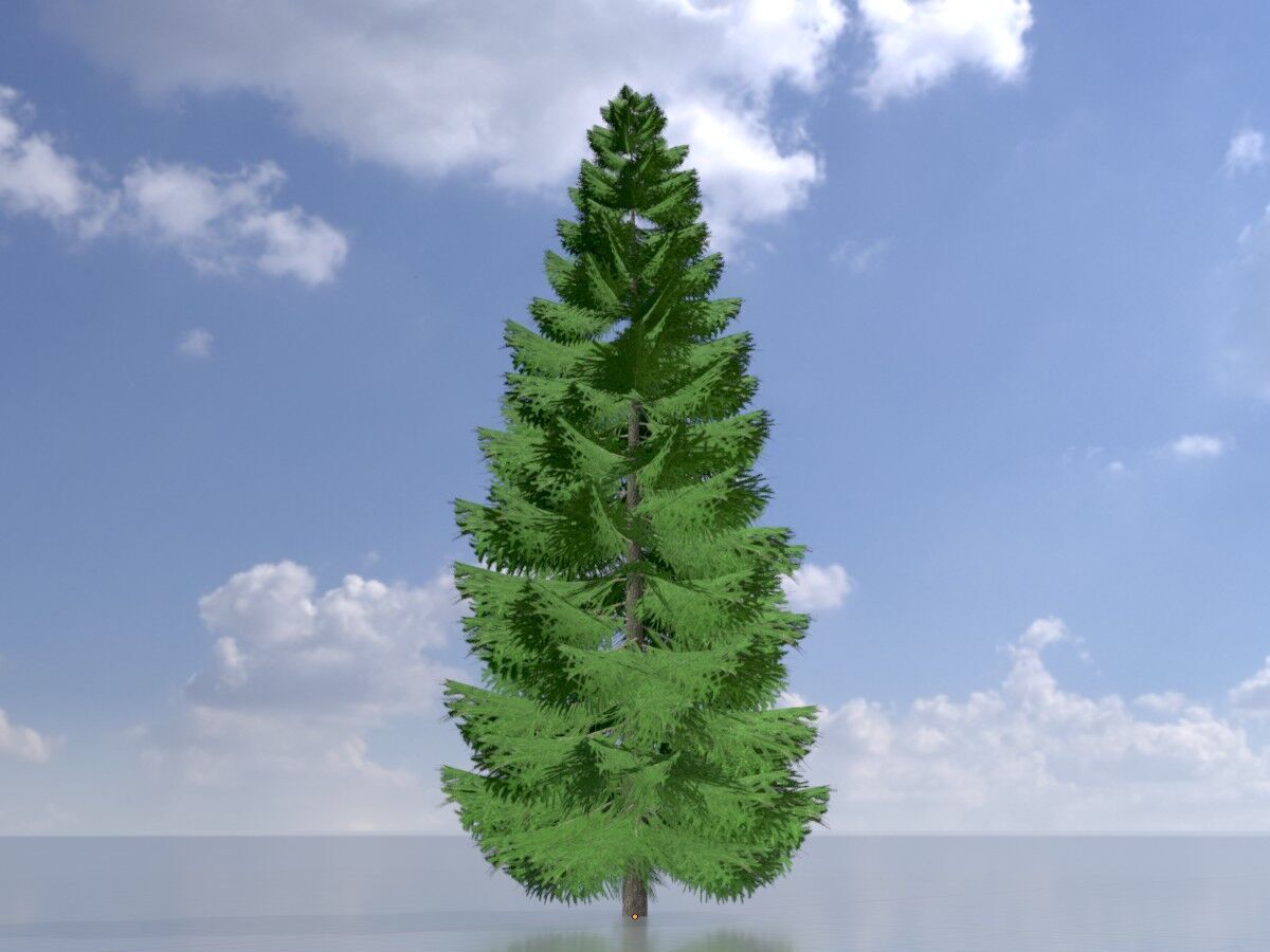 Spruce summer solitary 21000mm Low-poly 3D model_2