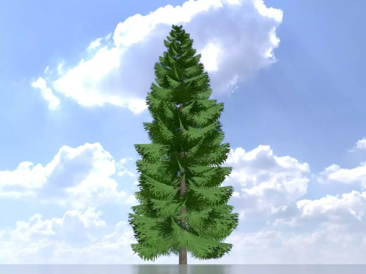 Spruce summer solitary 21000mm Low-poly 3D model_0