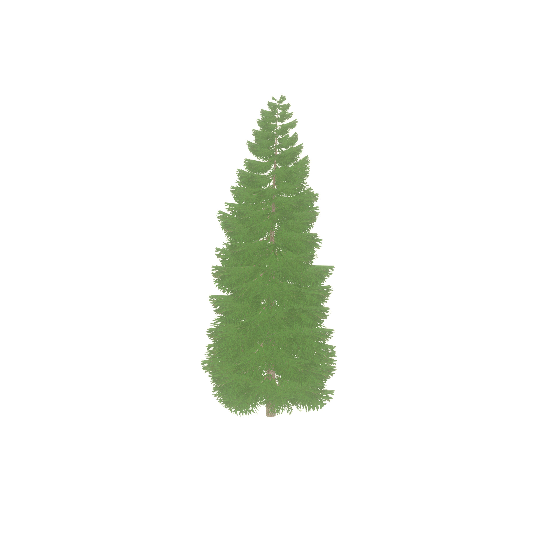 Spruce summer solitary 21000mm Low-poly 3D model_29