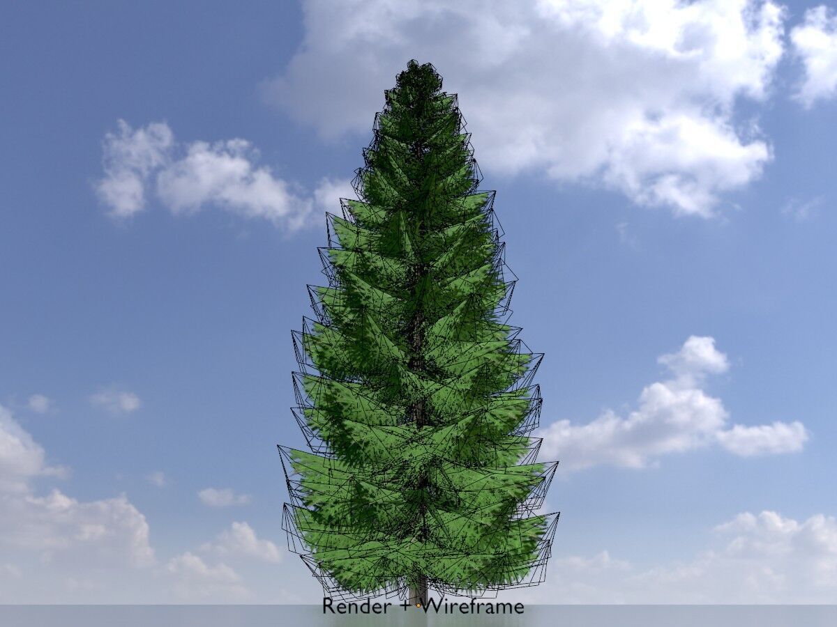 Spruce summer solitary 21000mm Low-poly 3D model_6