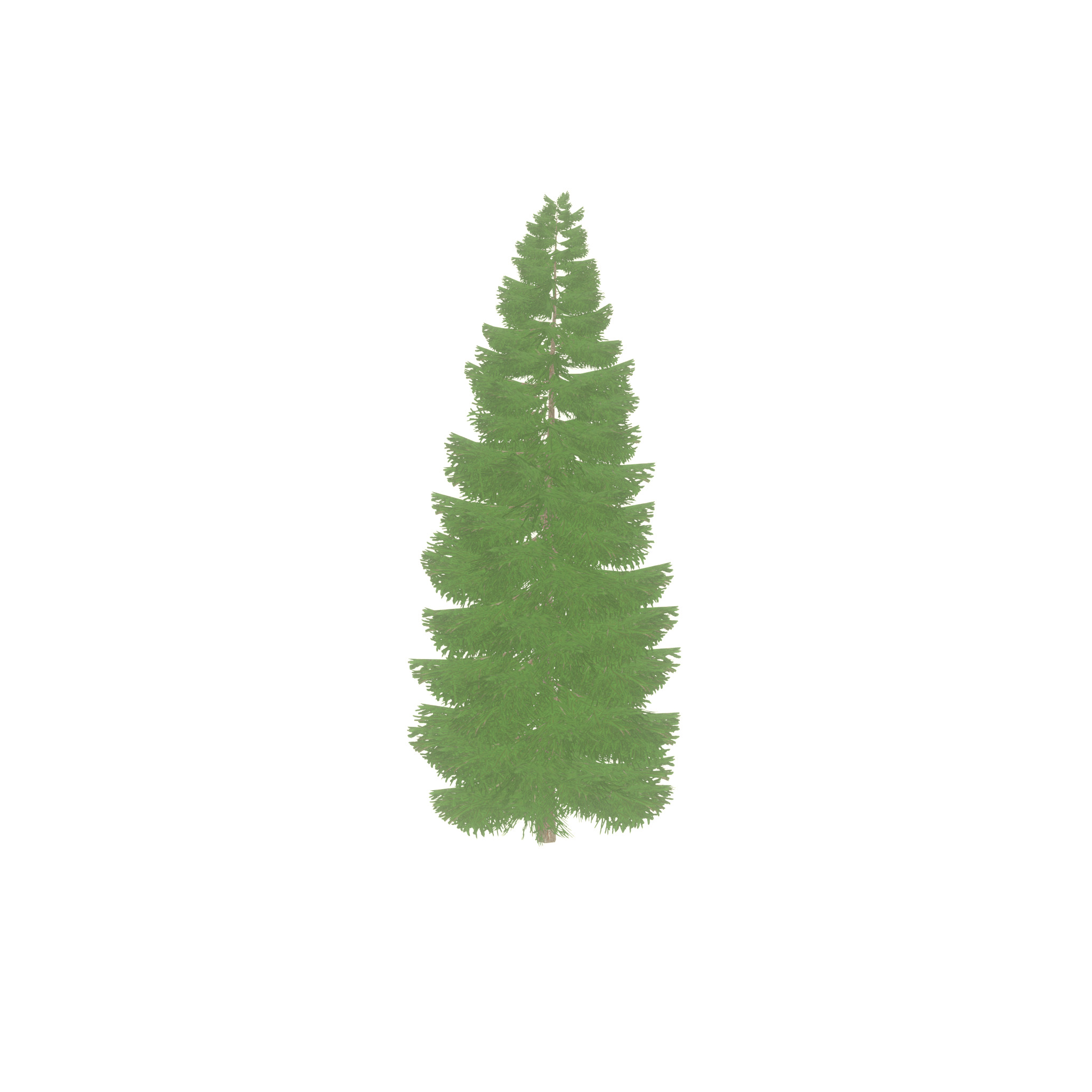 Spruce summer solitary 21000mm Low-poly 3D model_24