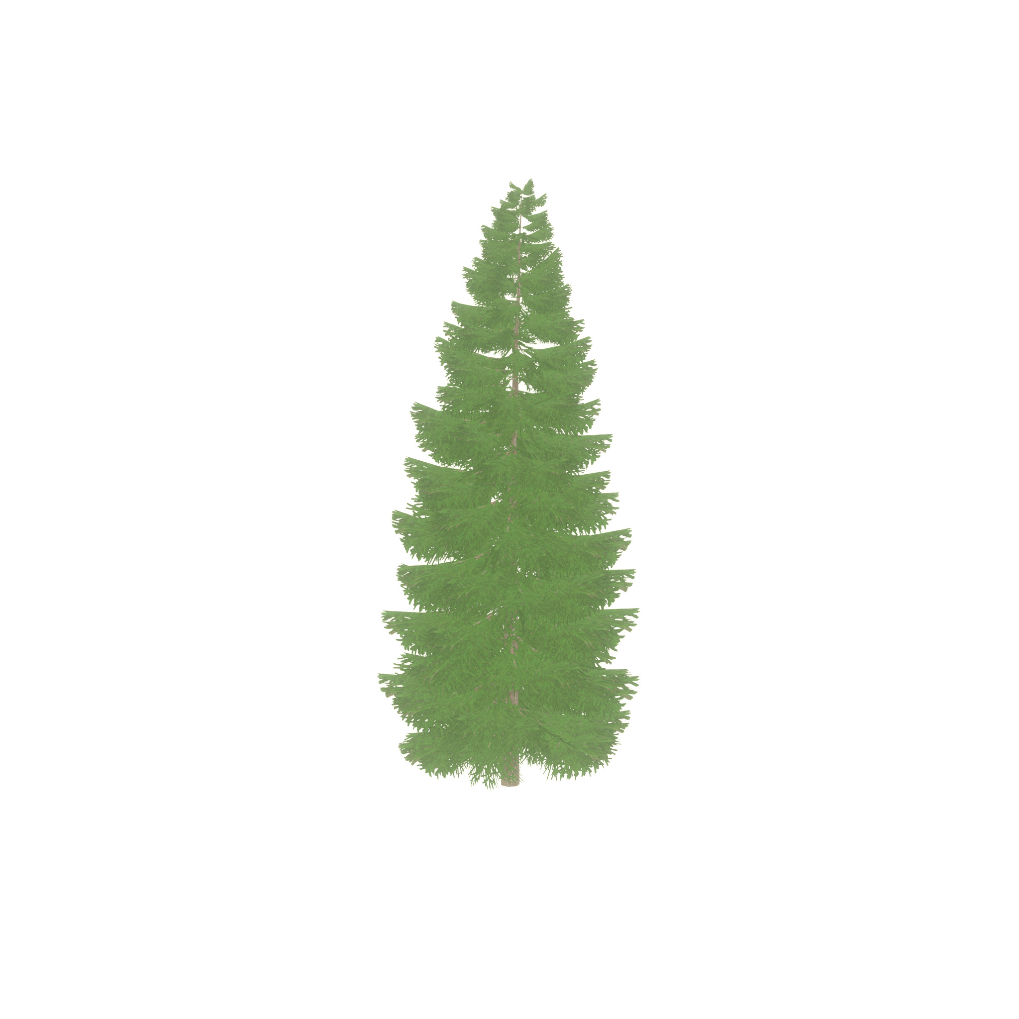Spruce summer solitary 21000mm Low-poly 3D model_27