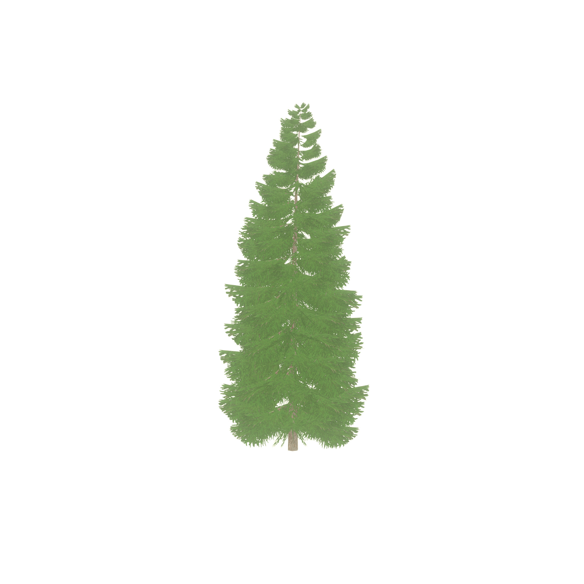 Spruce summer solitary 21000mm Low-poly 3D model_33