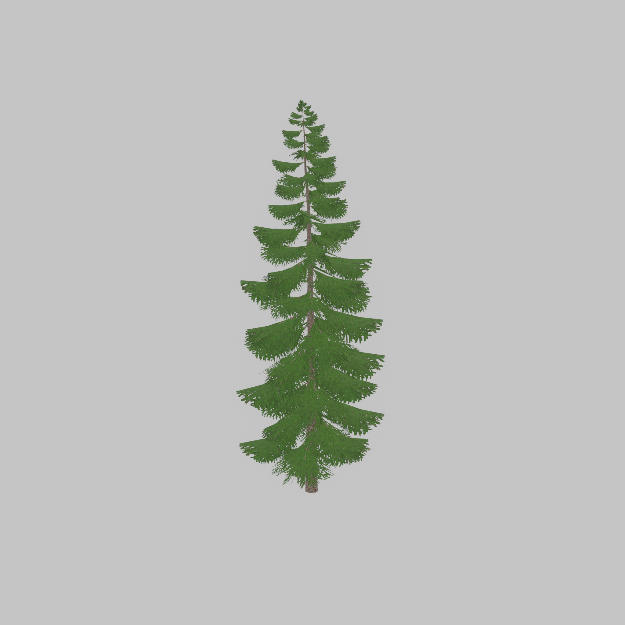Spruce summer solitary 31000mm version 1 Low-poly 3D model_34