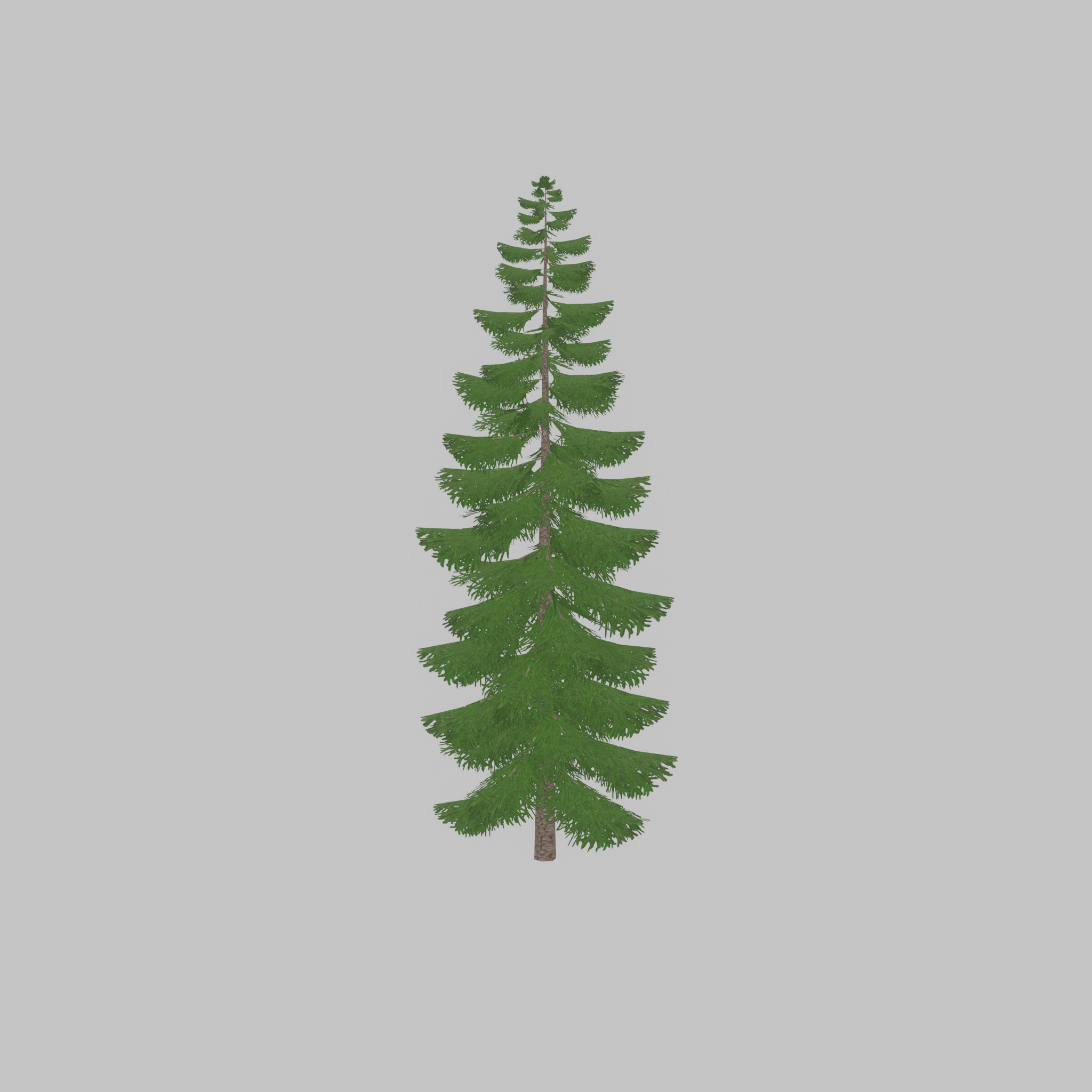 Spruce summer solitary 31000mm version 1 Low-poly 3D model_27