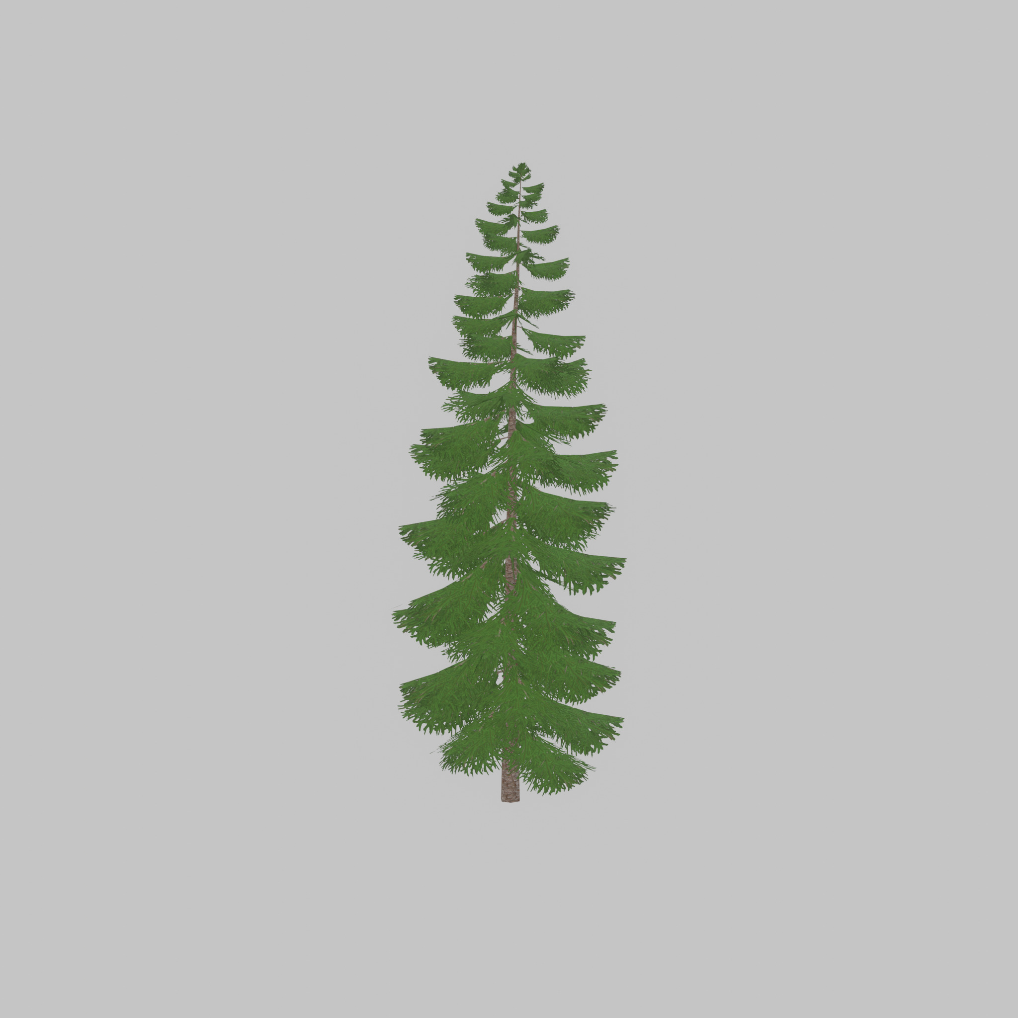 Spruce summer solitary 31000mm version 1 Low-poly 3D model_21