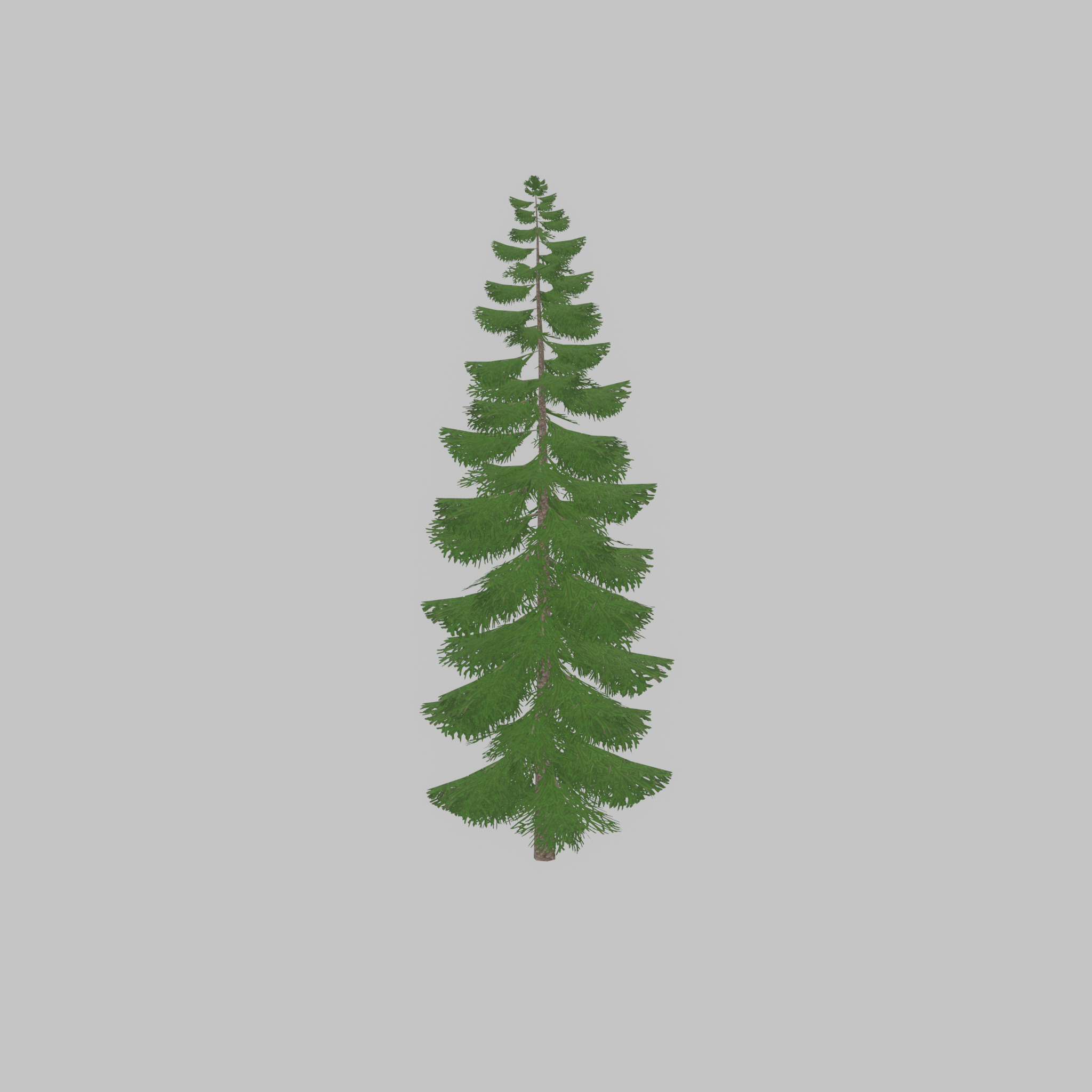 Spruce summer solitary 31000mm version 1 Low-poly 3D model_30