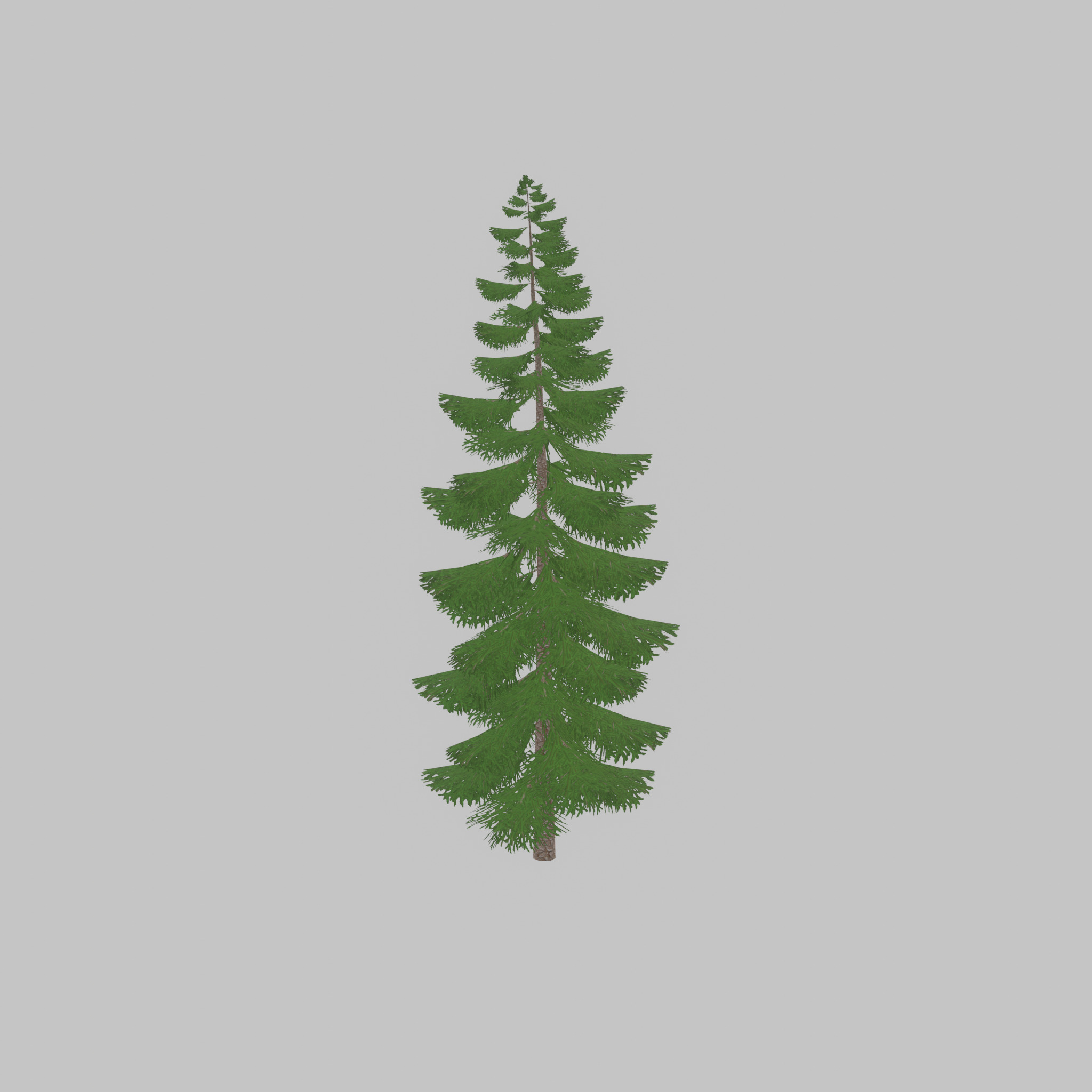 Spruce summer solitary 31000mm version 1 Low-poly 3D model_35