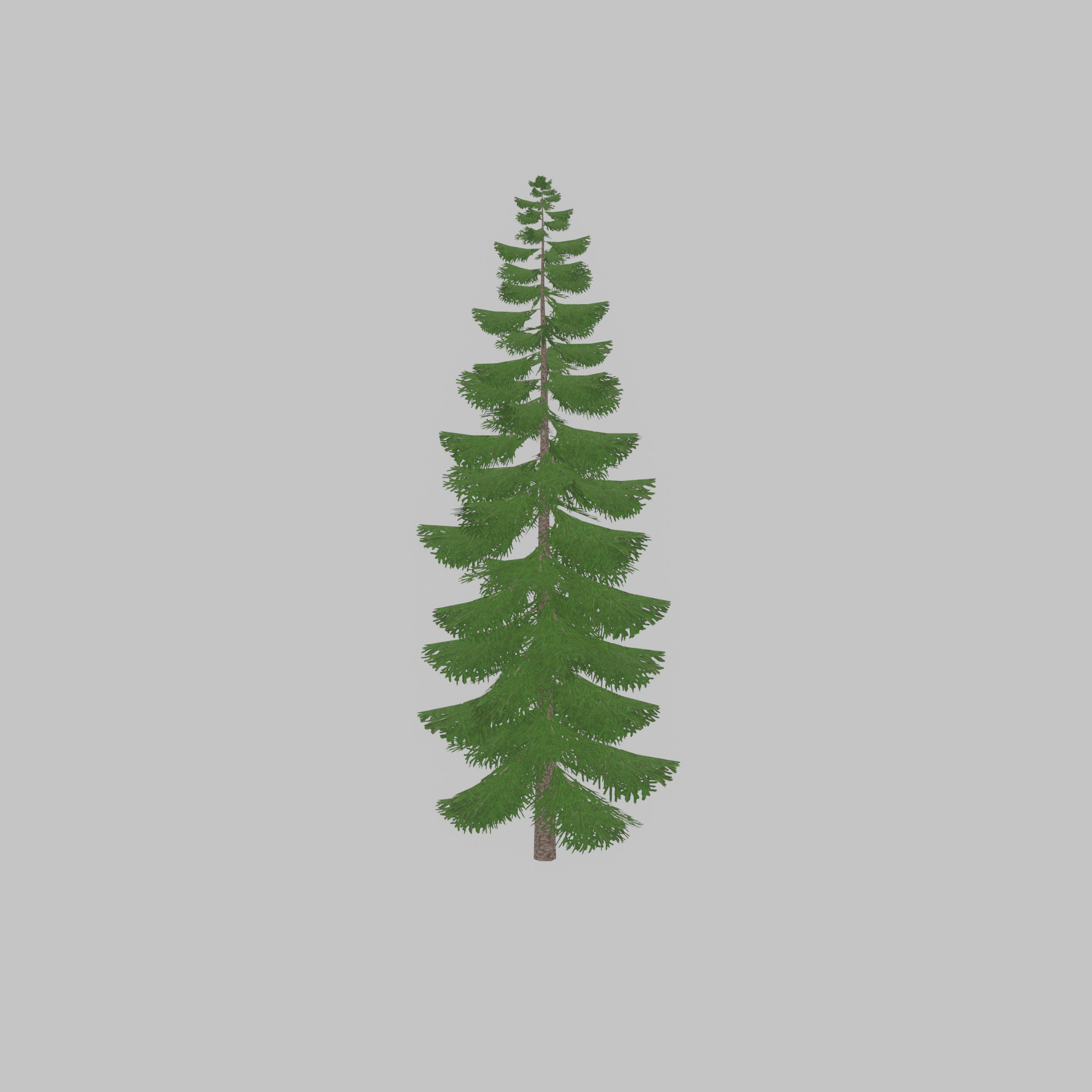 Spruce summer solitary 31000mm version 1 Low-poly 3D model_28