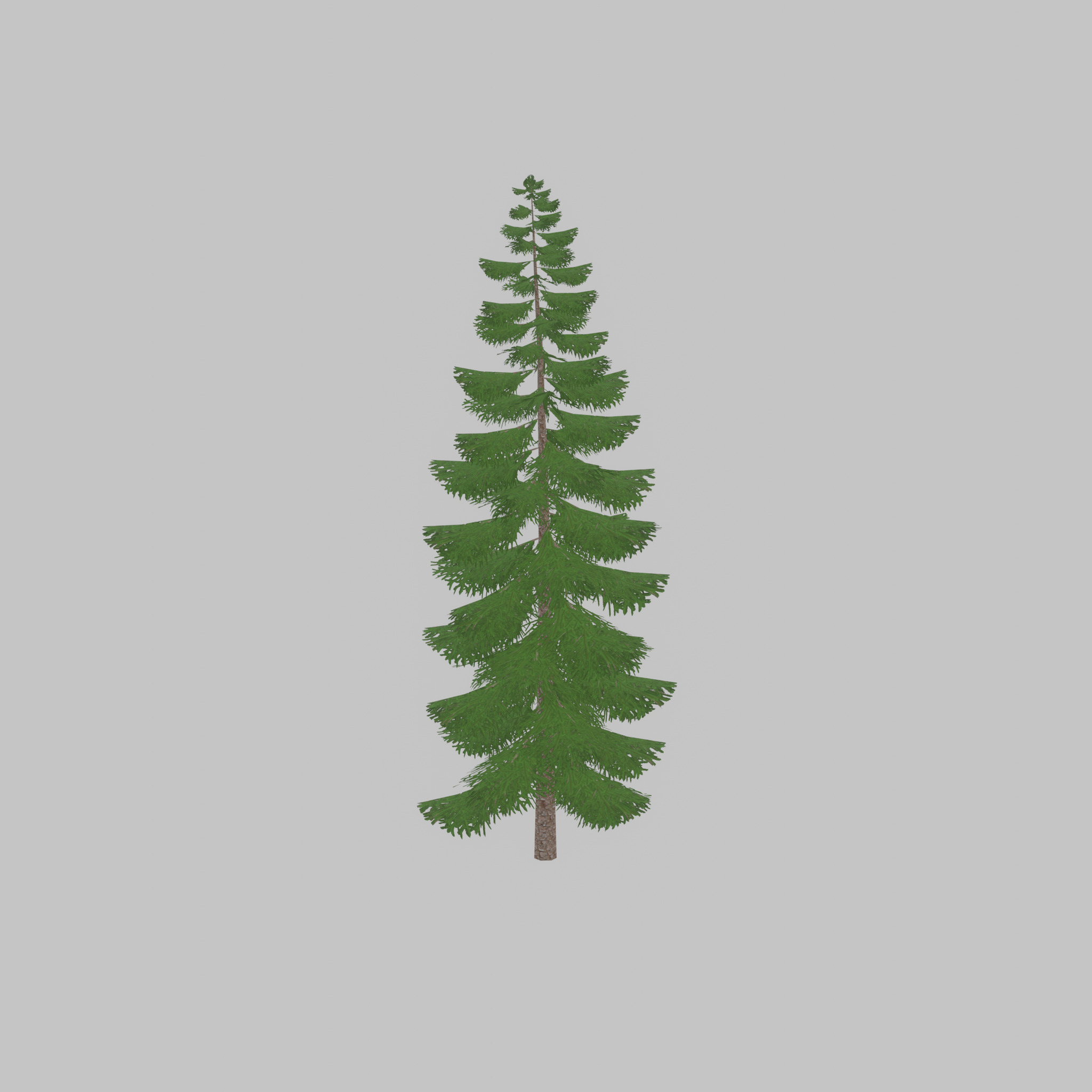 Spruce summer solitary 31000mm version 1 Low-poly 3D model_41