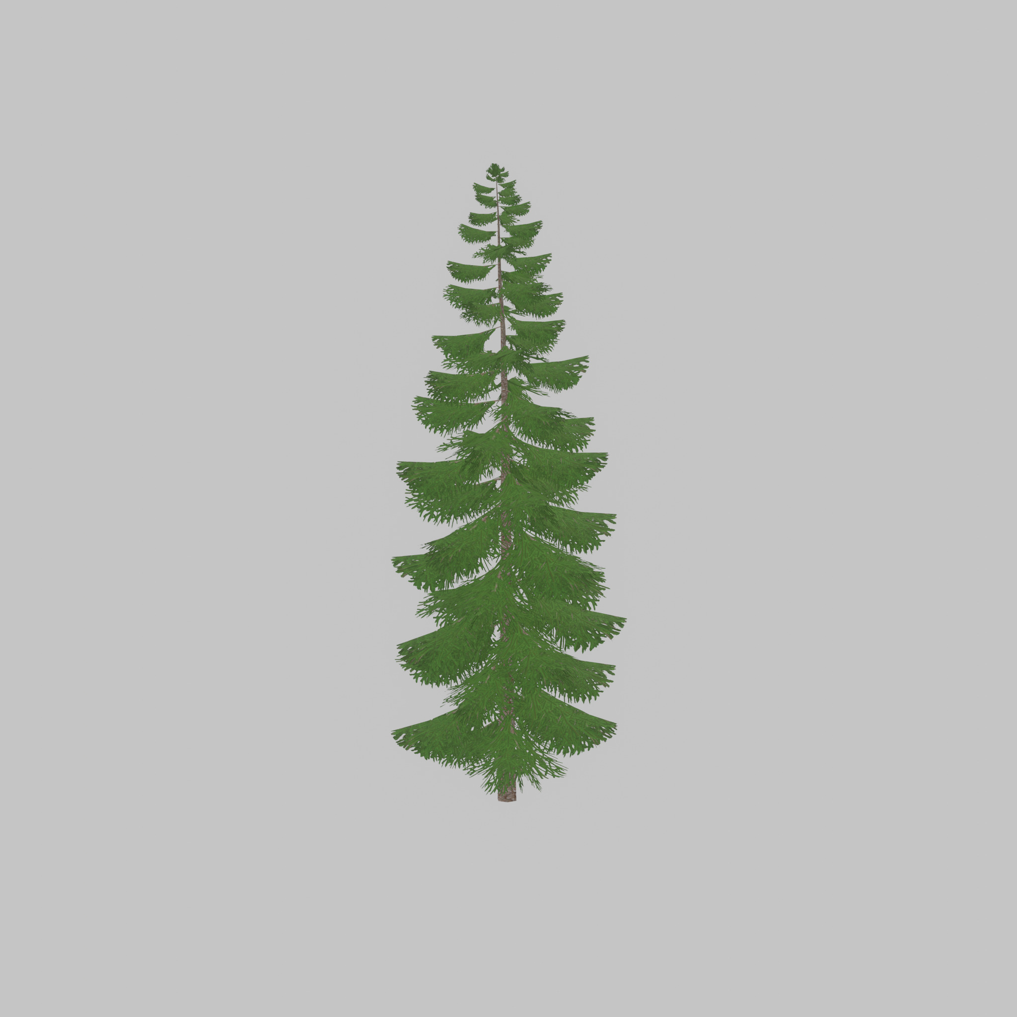 Spruce summer solitary 31000mm version 1 Low-poly 3D model_31