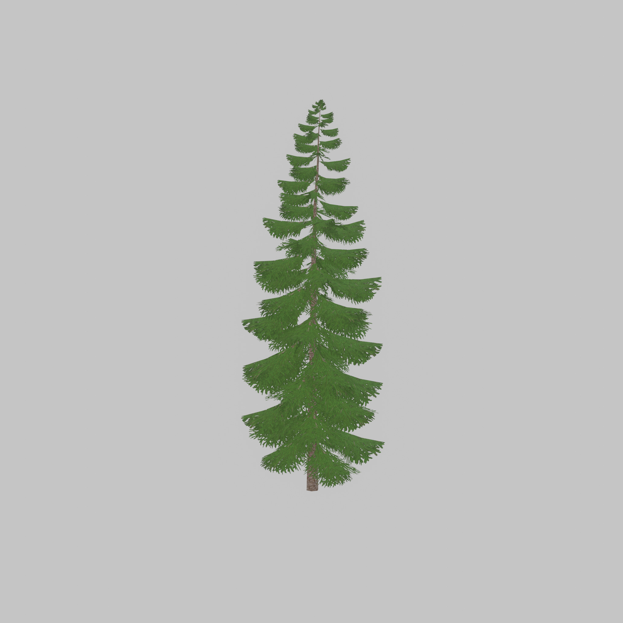 Spruce summer solitary 31000mm version 1 Low-poly 3D model_32