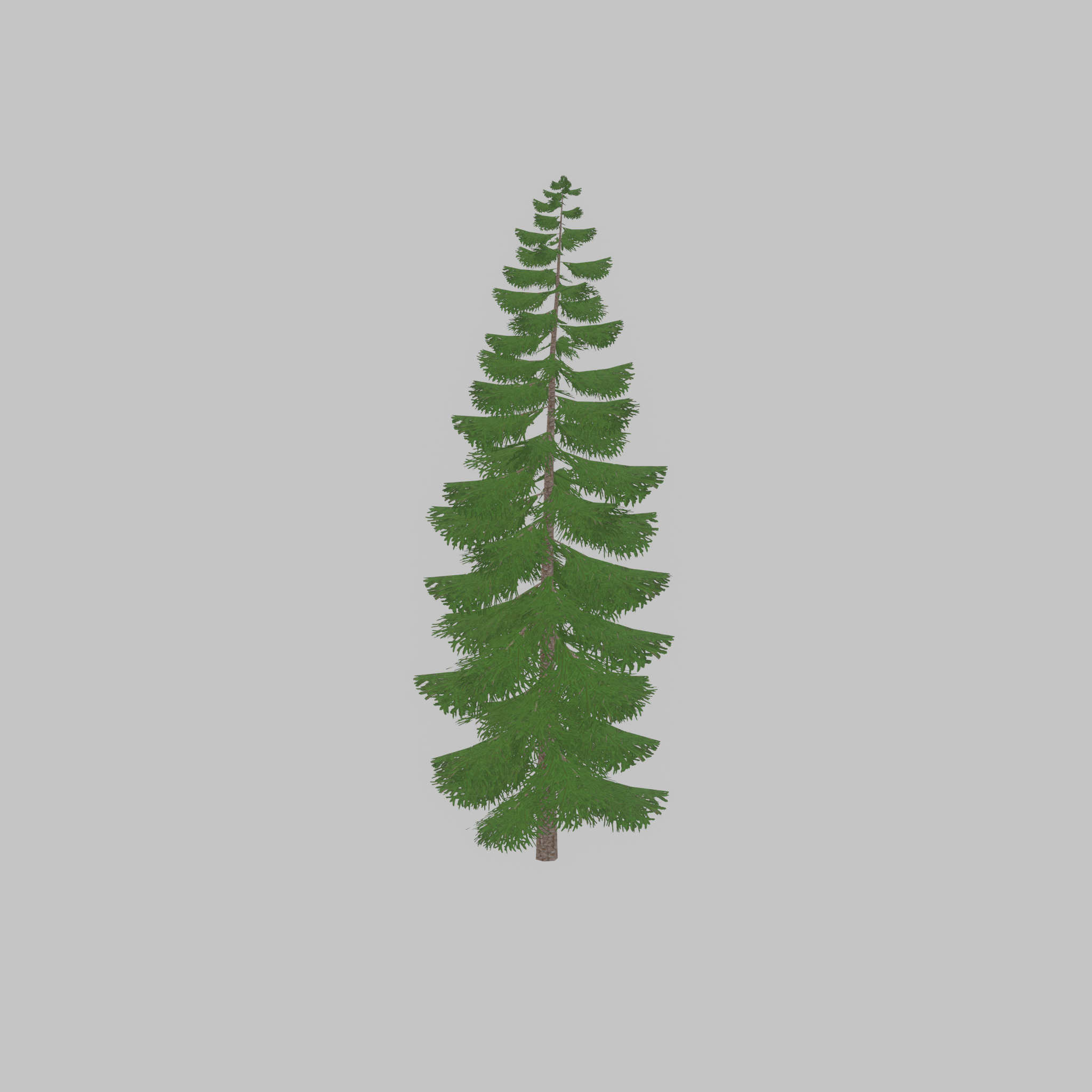 Spruce summer solitary 31000mm version 1 Low-poly 3D model_56