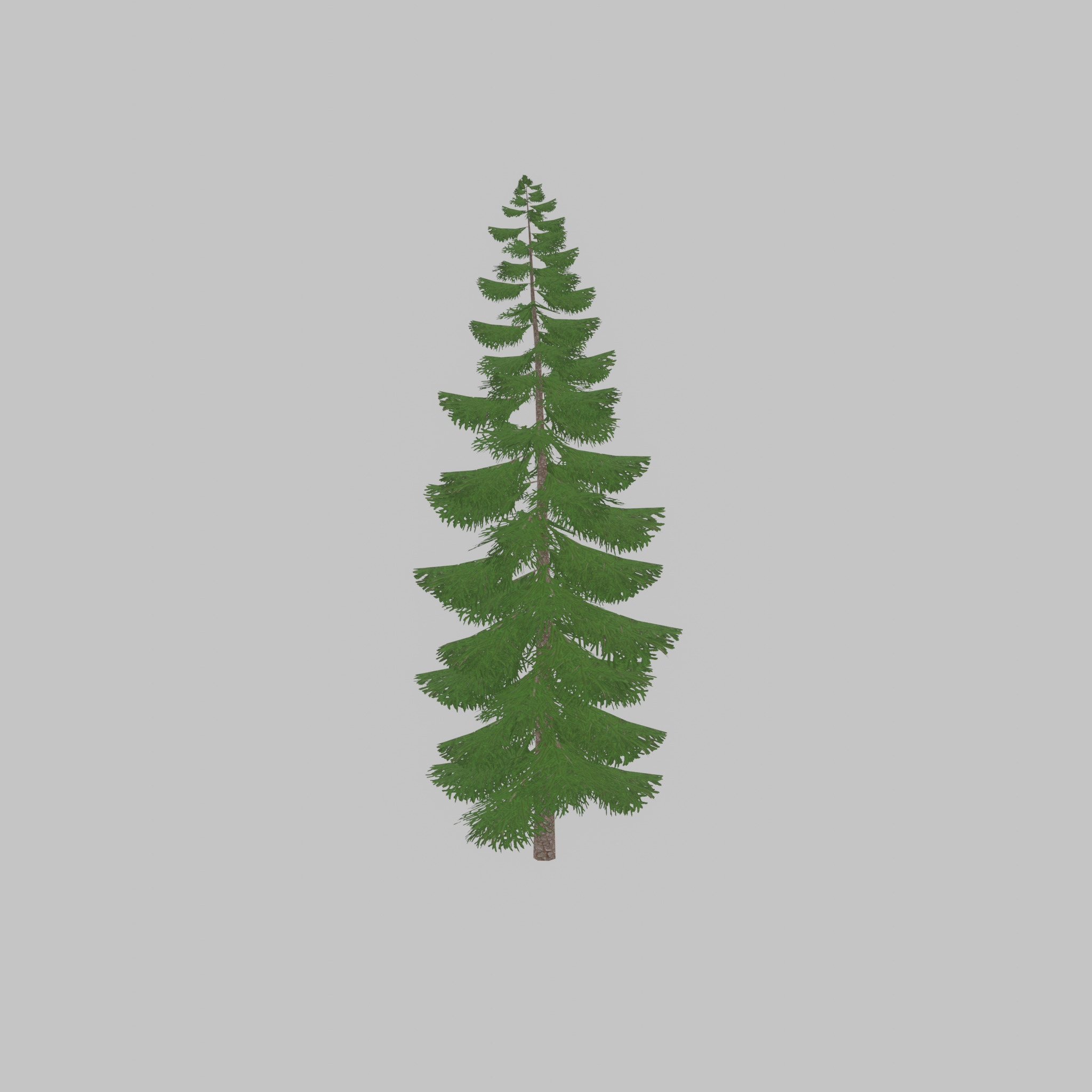 Spruce summer solitary 31000mm version 1 Low-poly 3D model_36