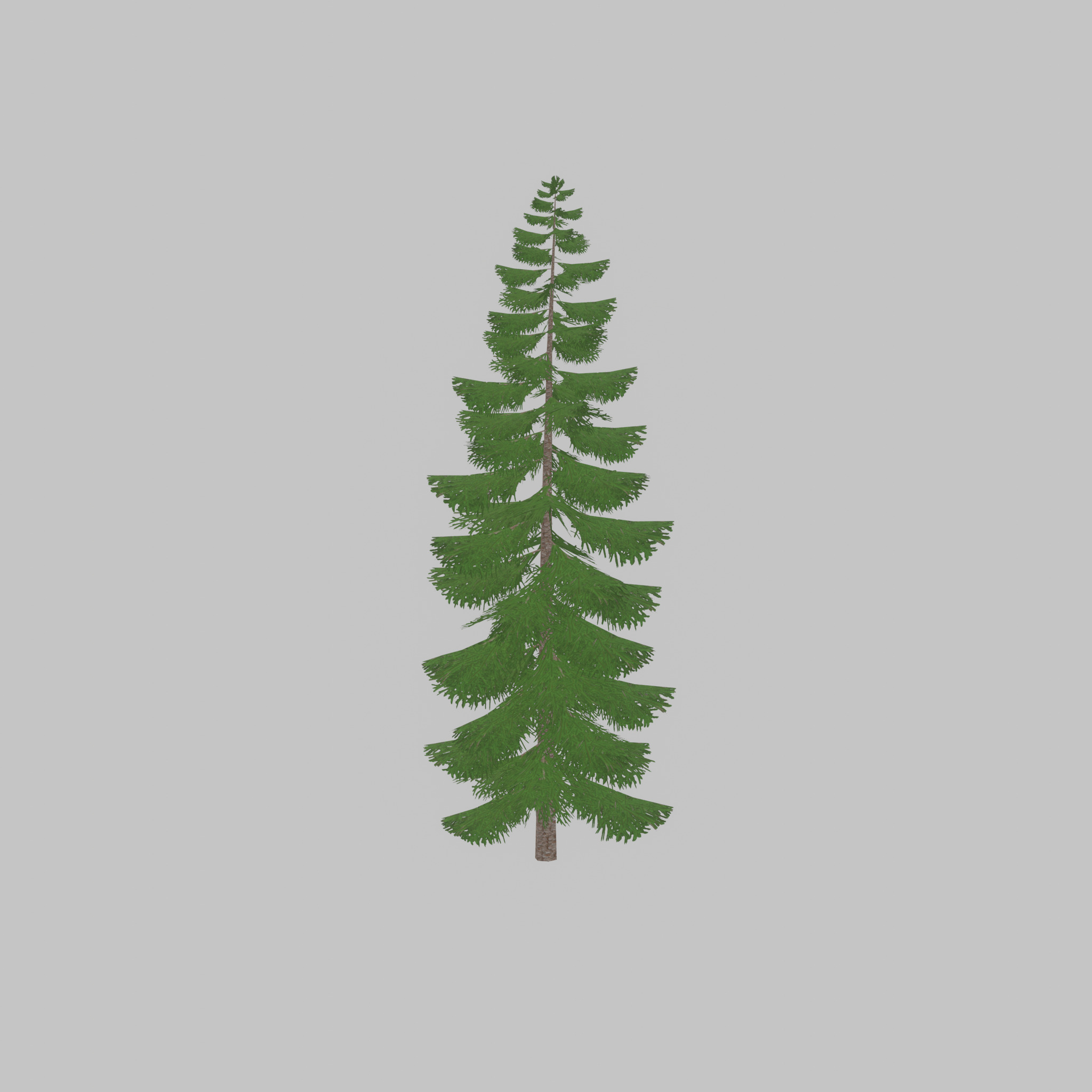 Spruce summer solitary 31000mm version 1 Low-poly 3D model_24