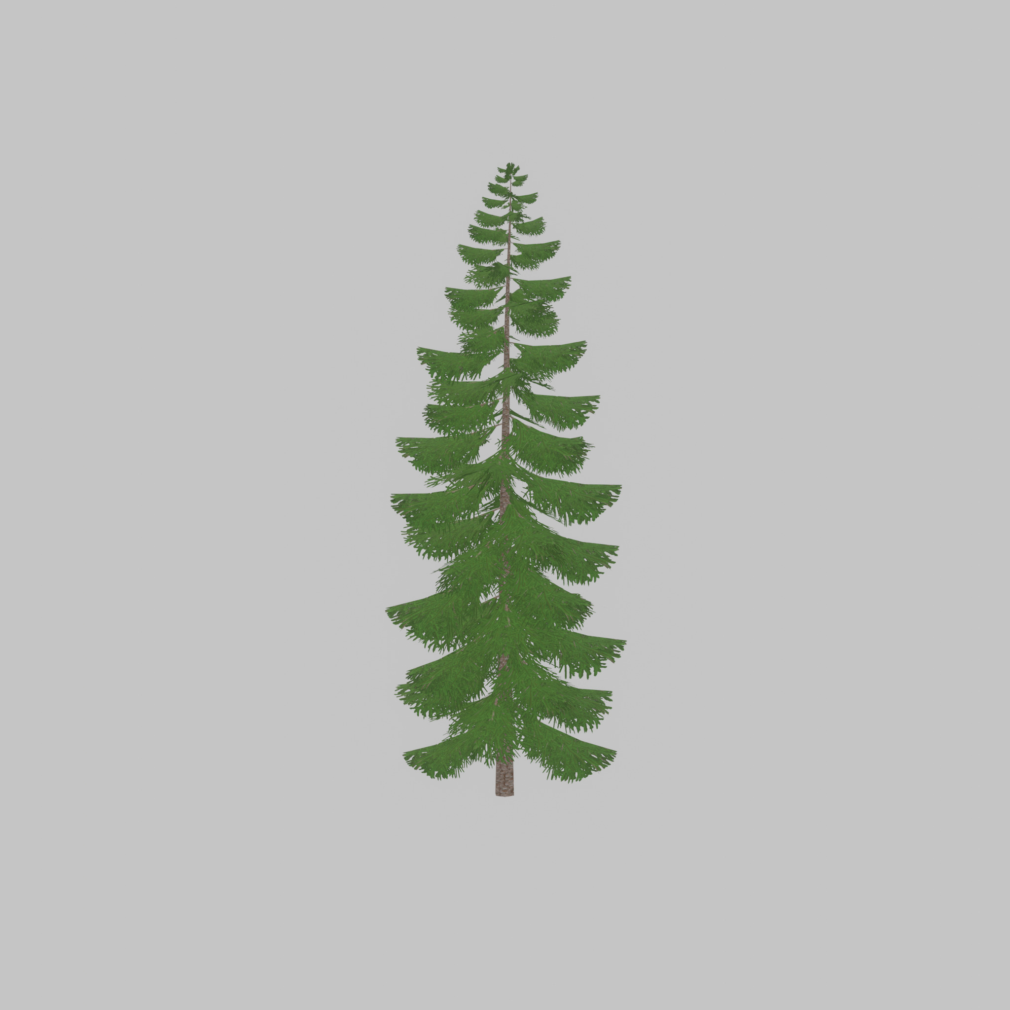 Spruce summer solitary 31000mm version 1 Low-poly 3D model_25