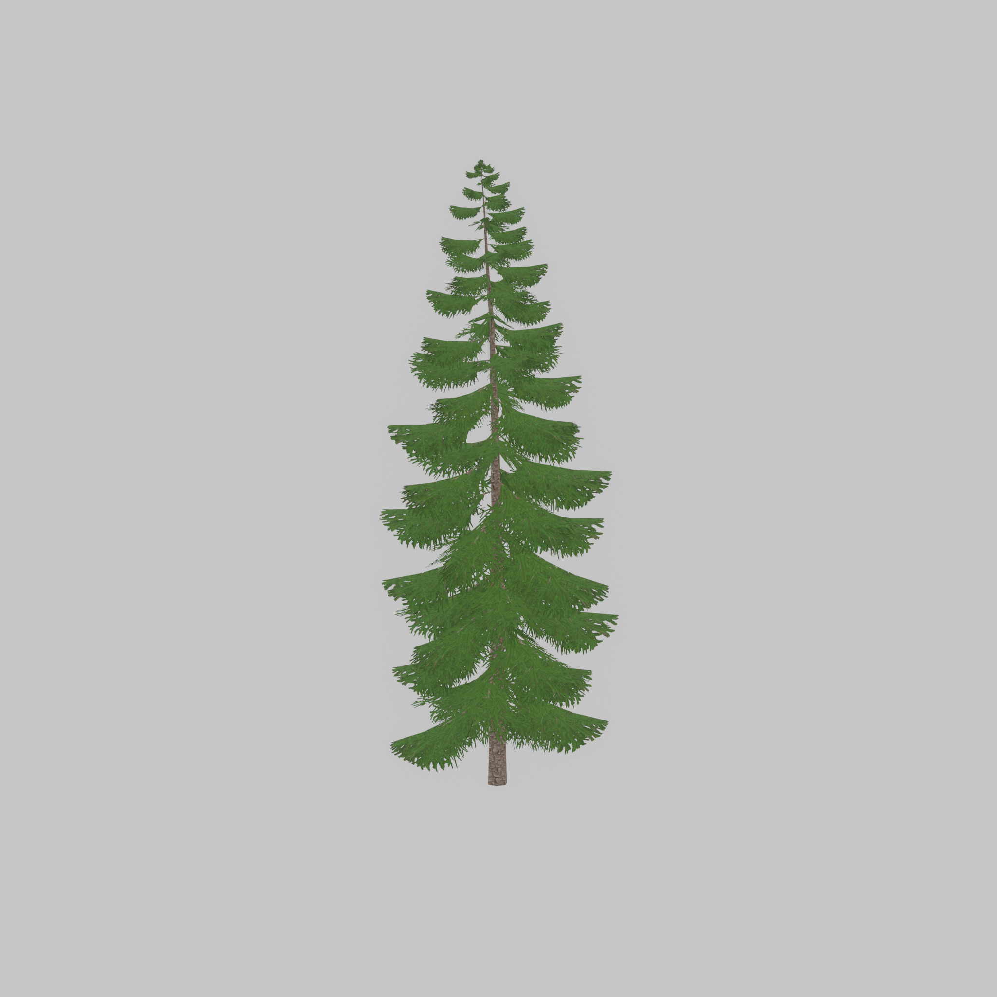 Spruce summer solitary 31000mm version 1 Low-poly 3D model_39
