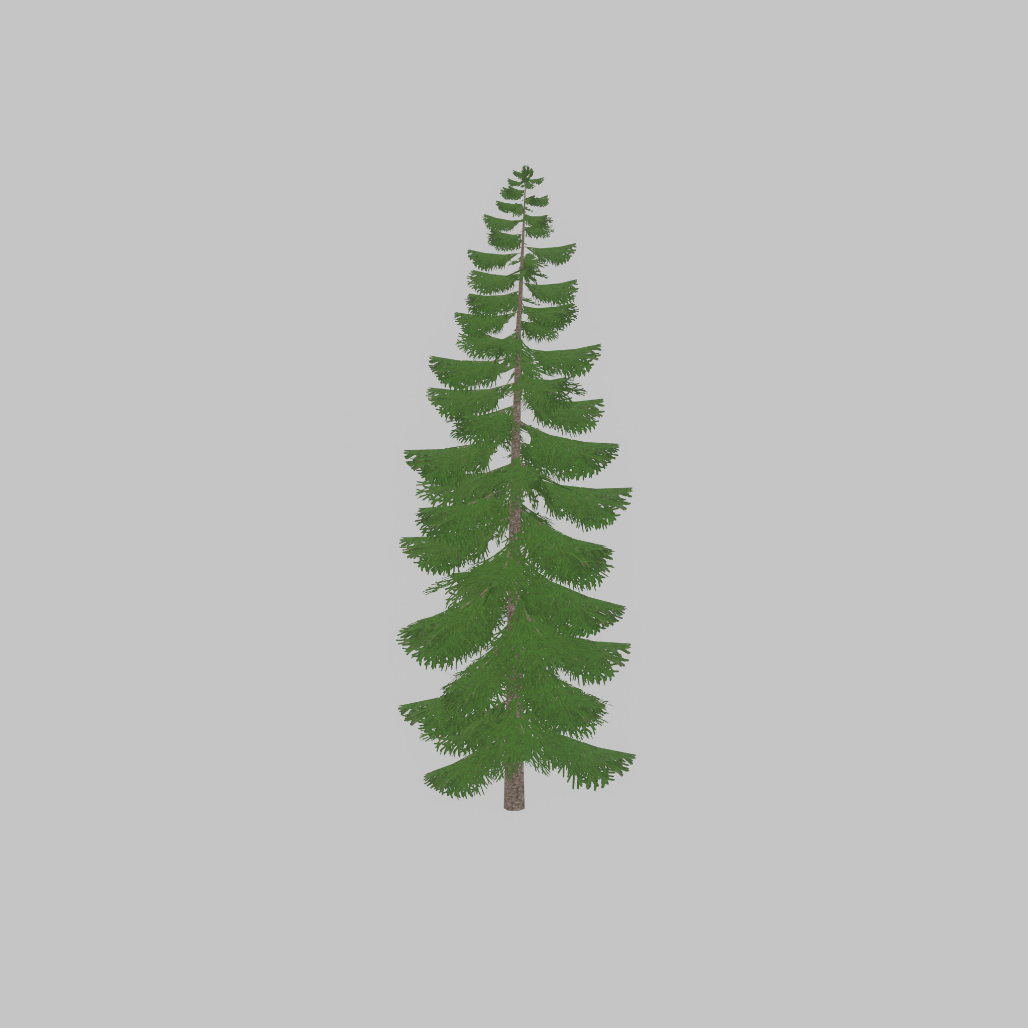 Spruce summer solitary 31000mm version 1 Low-poly 3D model_23