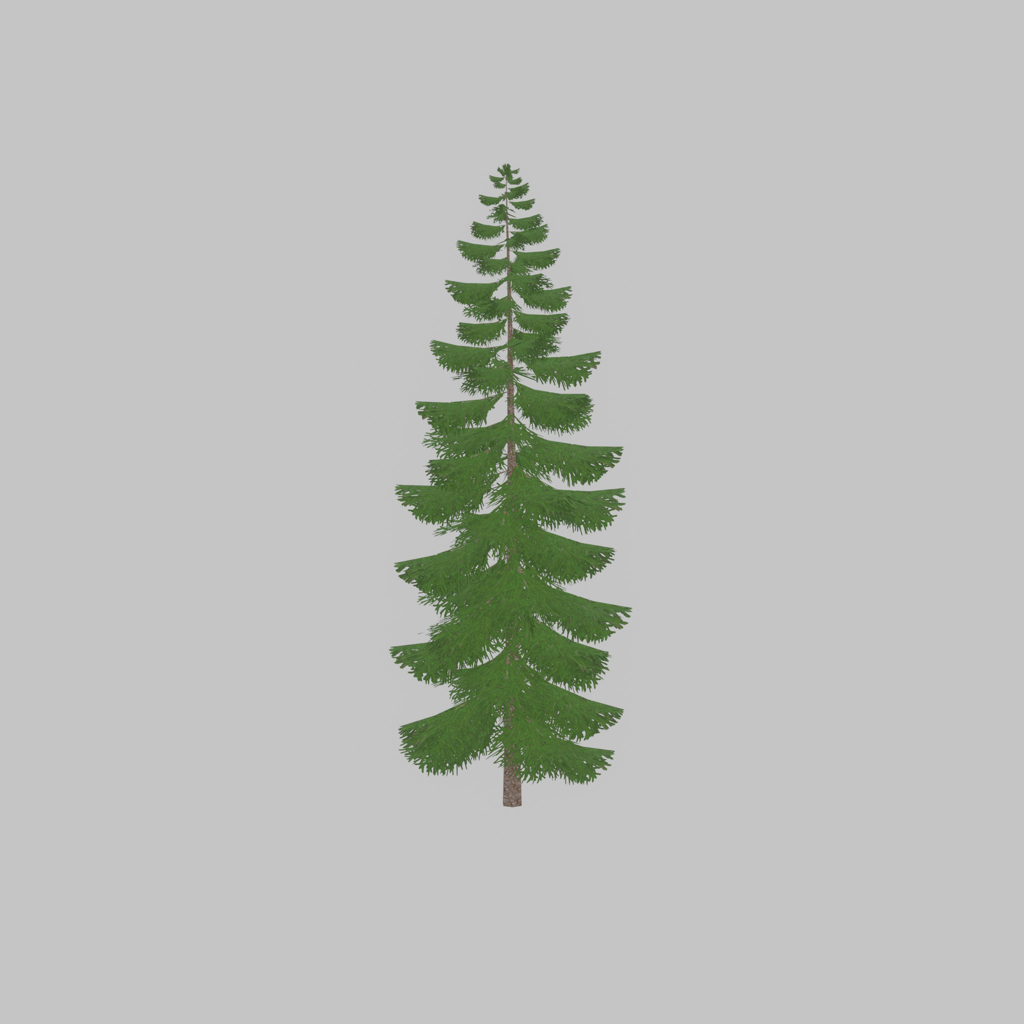 Spruce summer solitary 31000mm version 1 Low-poly 3D model_45