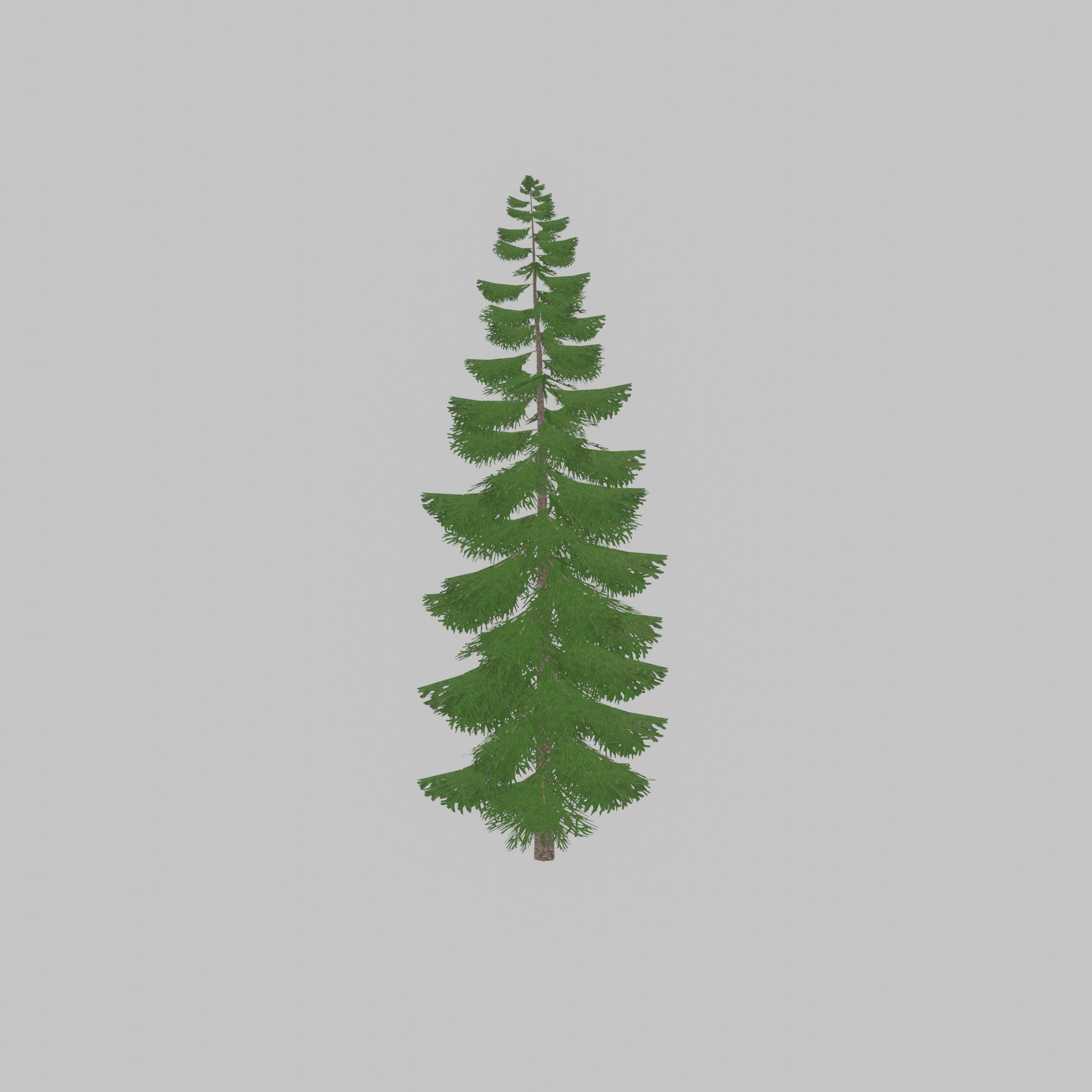 Spruce summer solitary 31000mm version 1 Low-poly 3D model_33