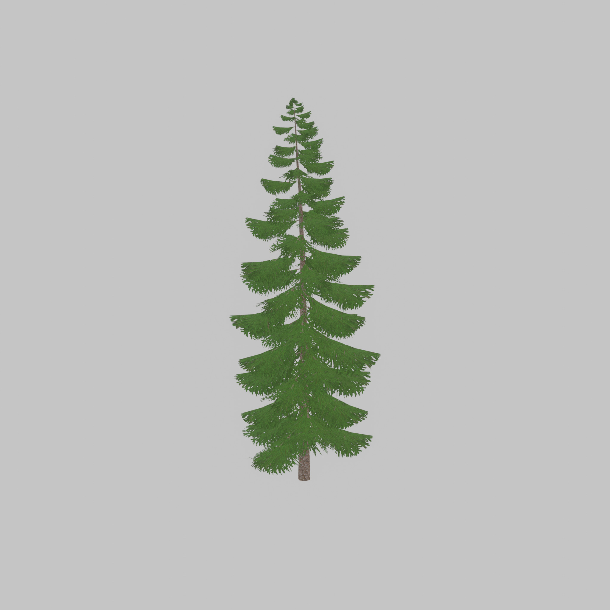 Spruce summer solitary 31000mm version 1 Low-poly 3D model_37
