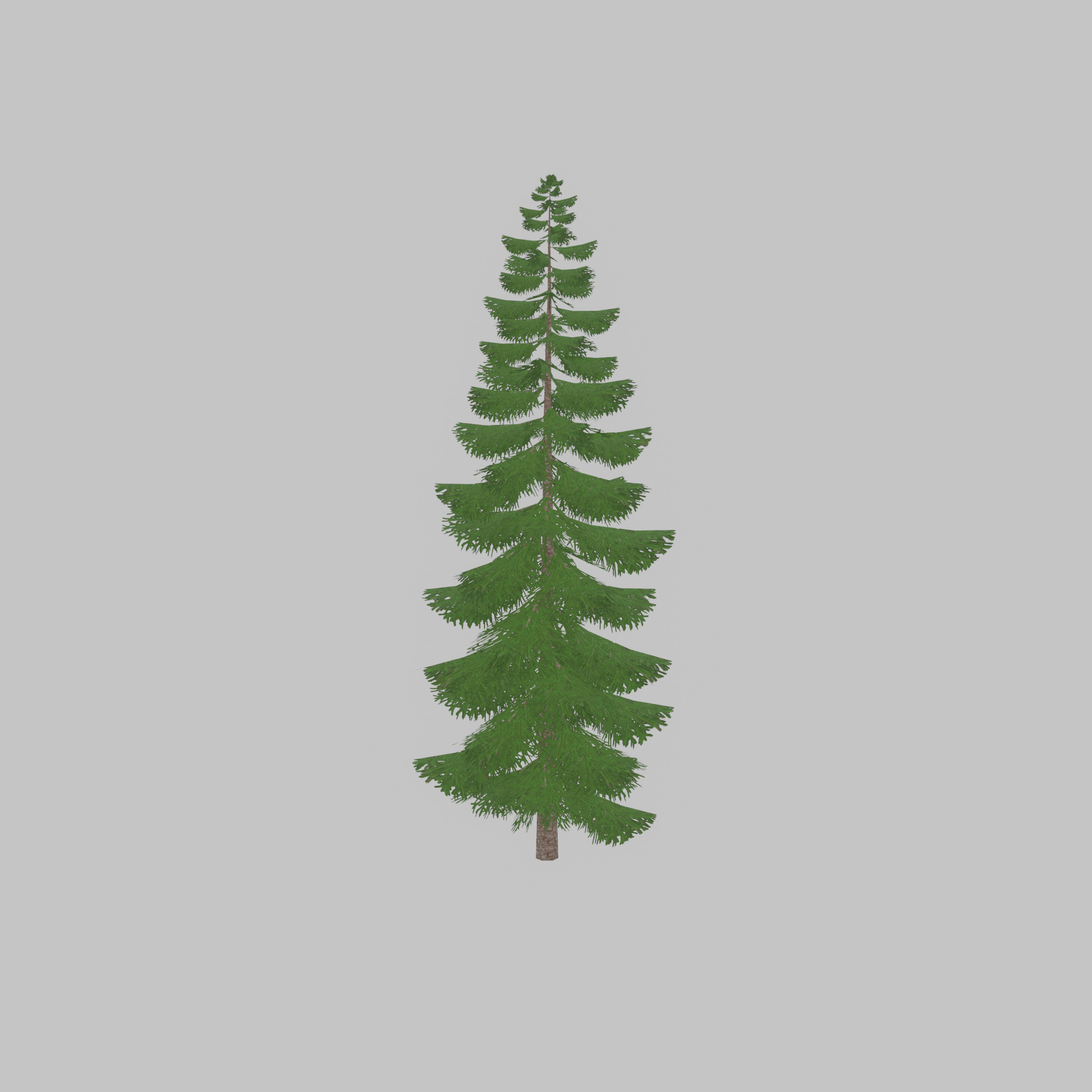 Spruce summer solitary 31000mm version 1 Low-poly 3D model_48