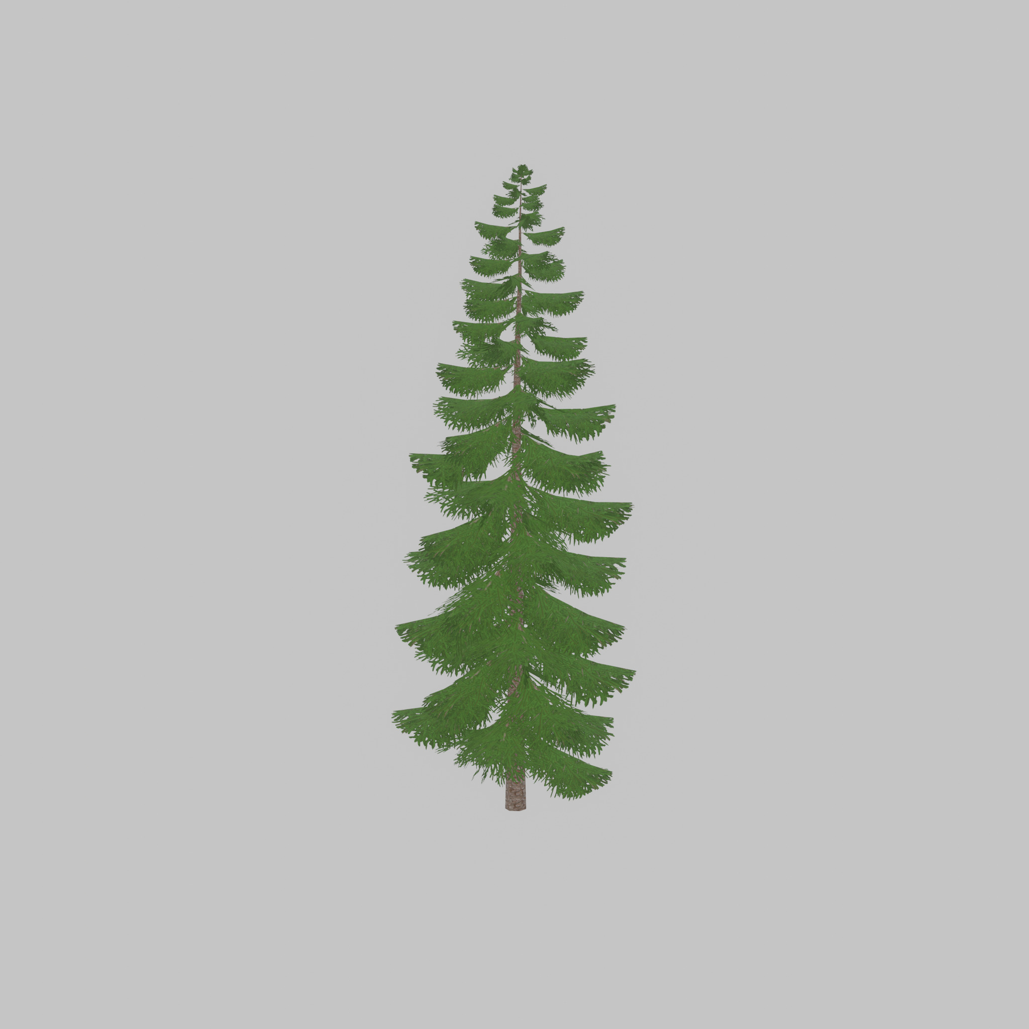 Spruce summer solitary 31000mm version 1 Low-poly 3D model_49