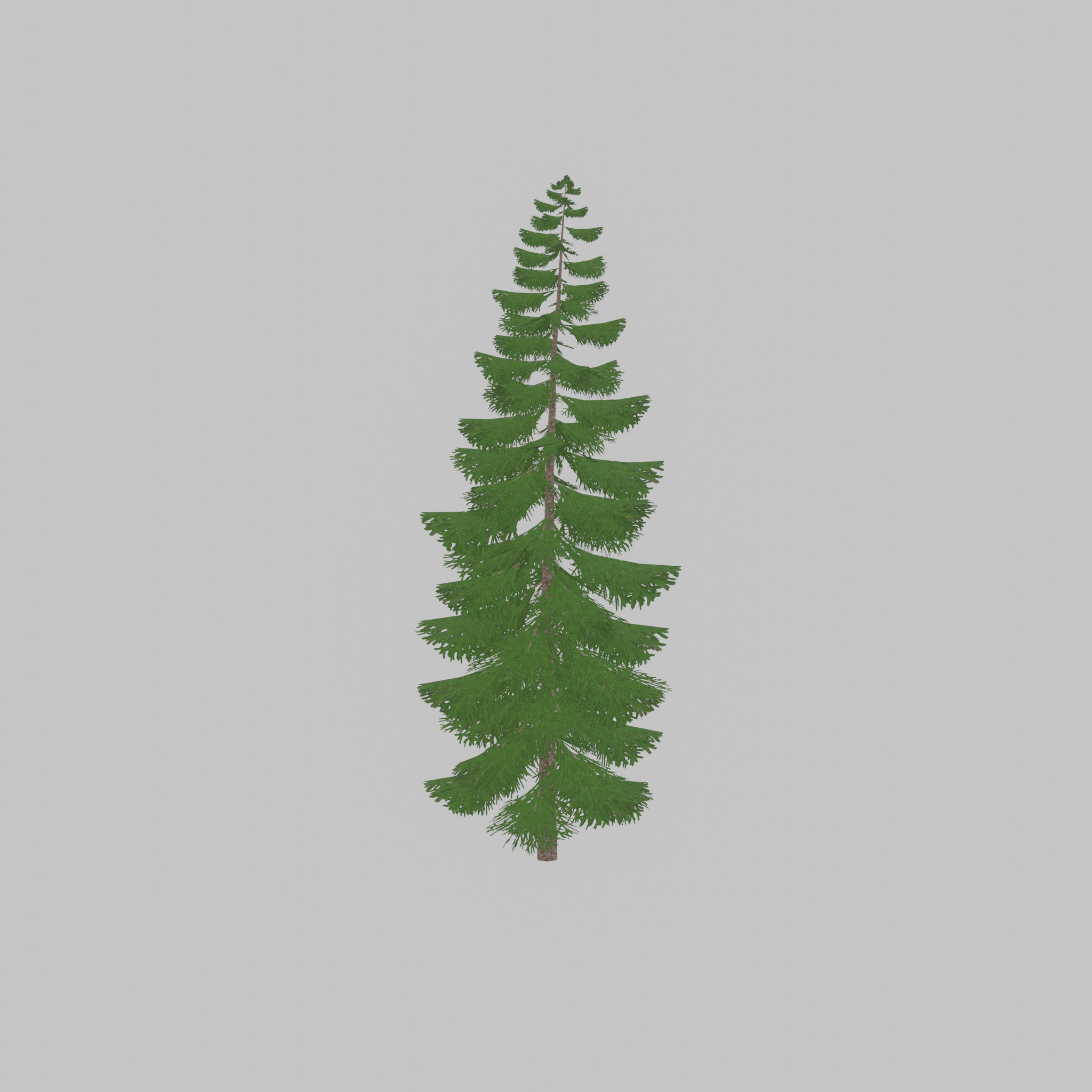 Spruce summer solitary 31000mm version 1 Low-poly 3D model_54