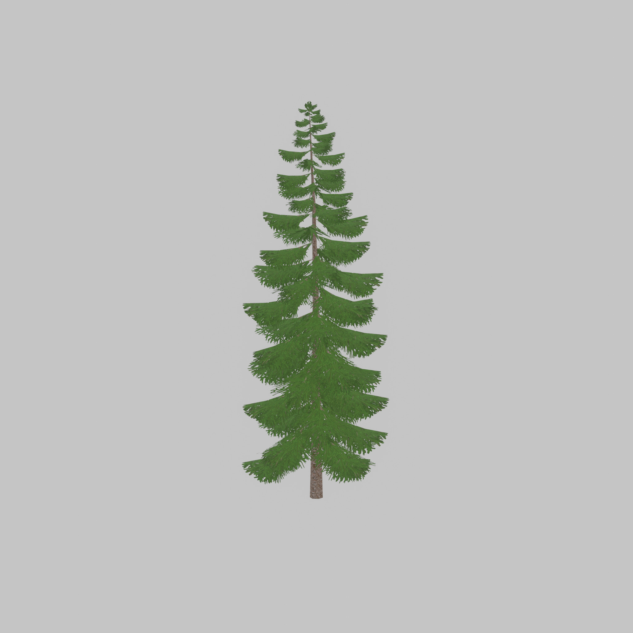 Spruce summer solitary 31000mm version 1 Low-poly 3D model_42