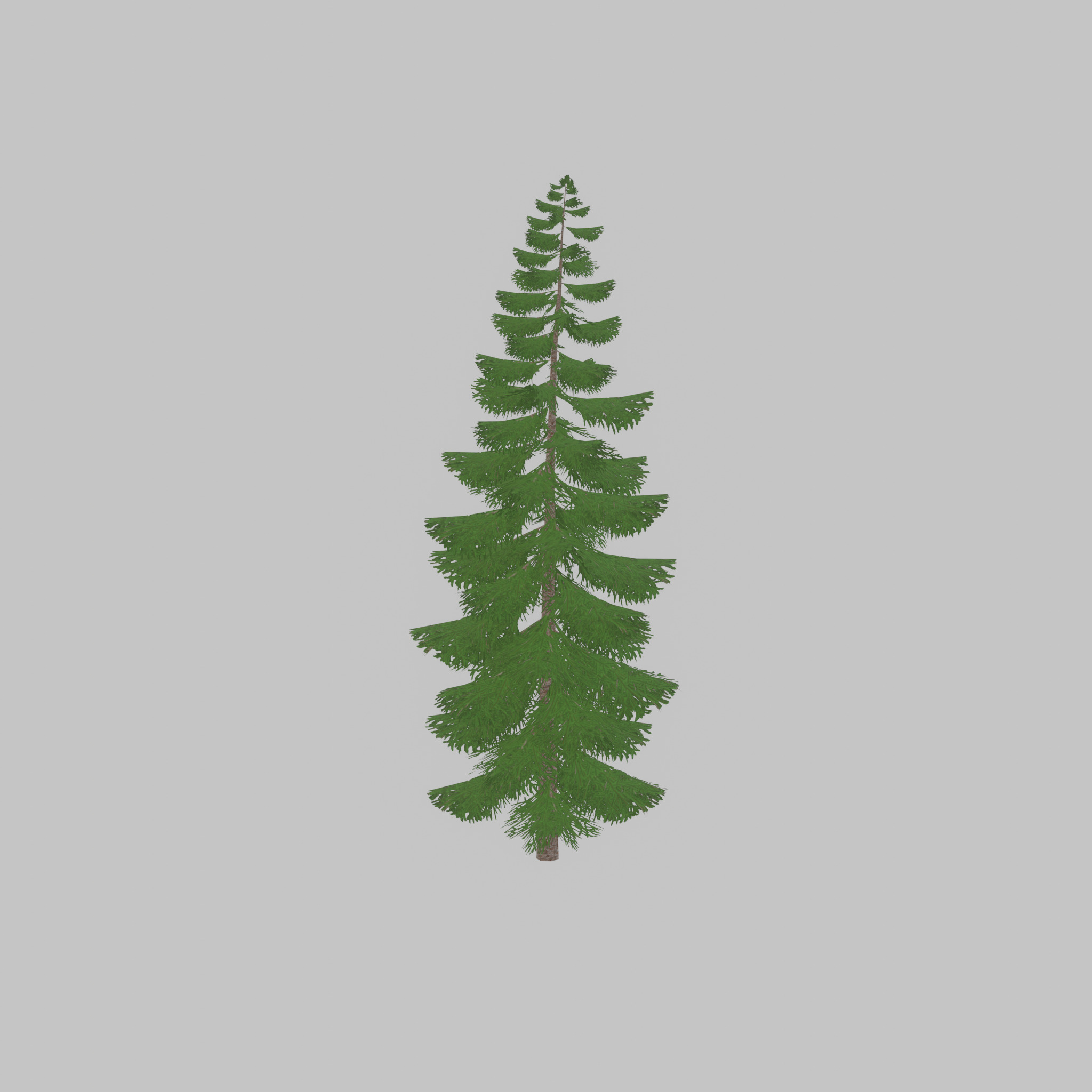 Spruce summer solitary 31000mm version 1 Low-poly 3D model_52