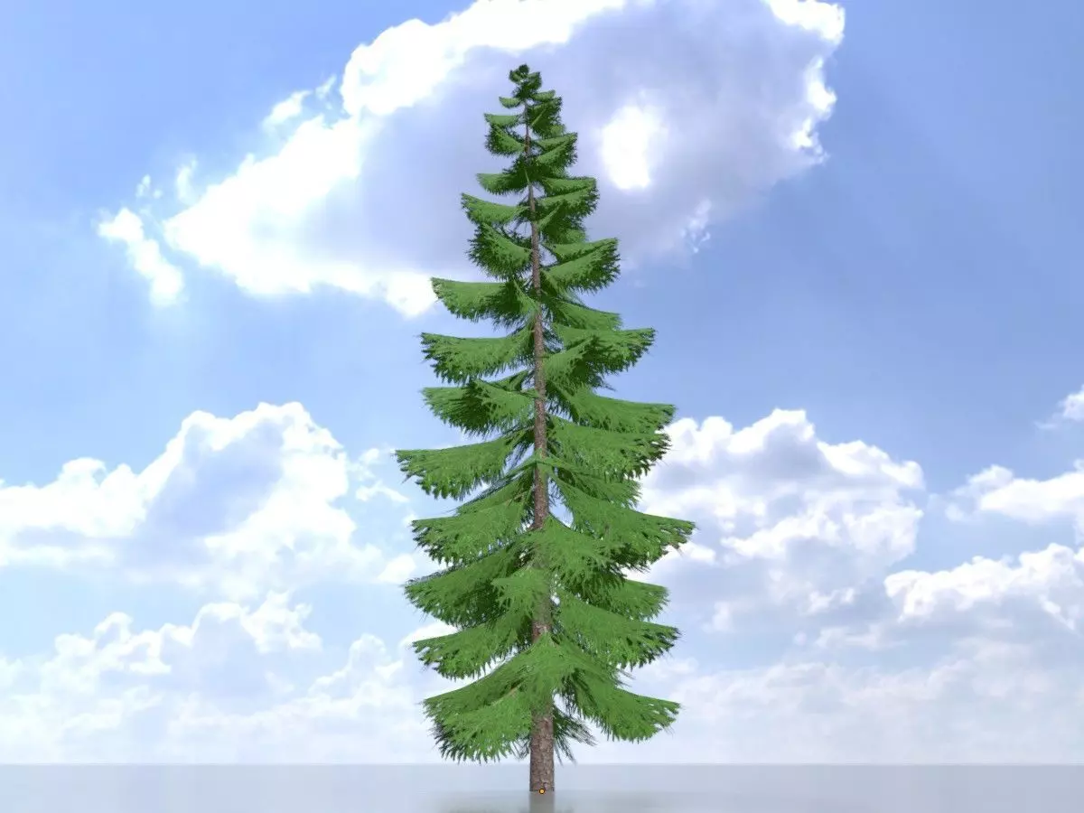 Spruce summer solitary 31000mm version 1 Low-poly 3D model_0