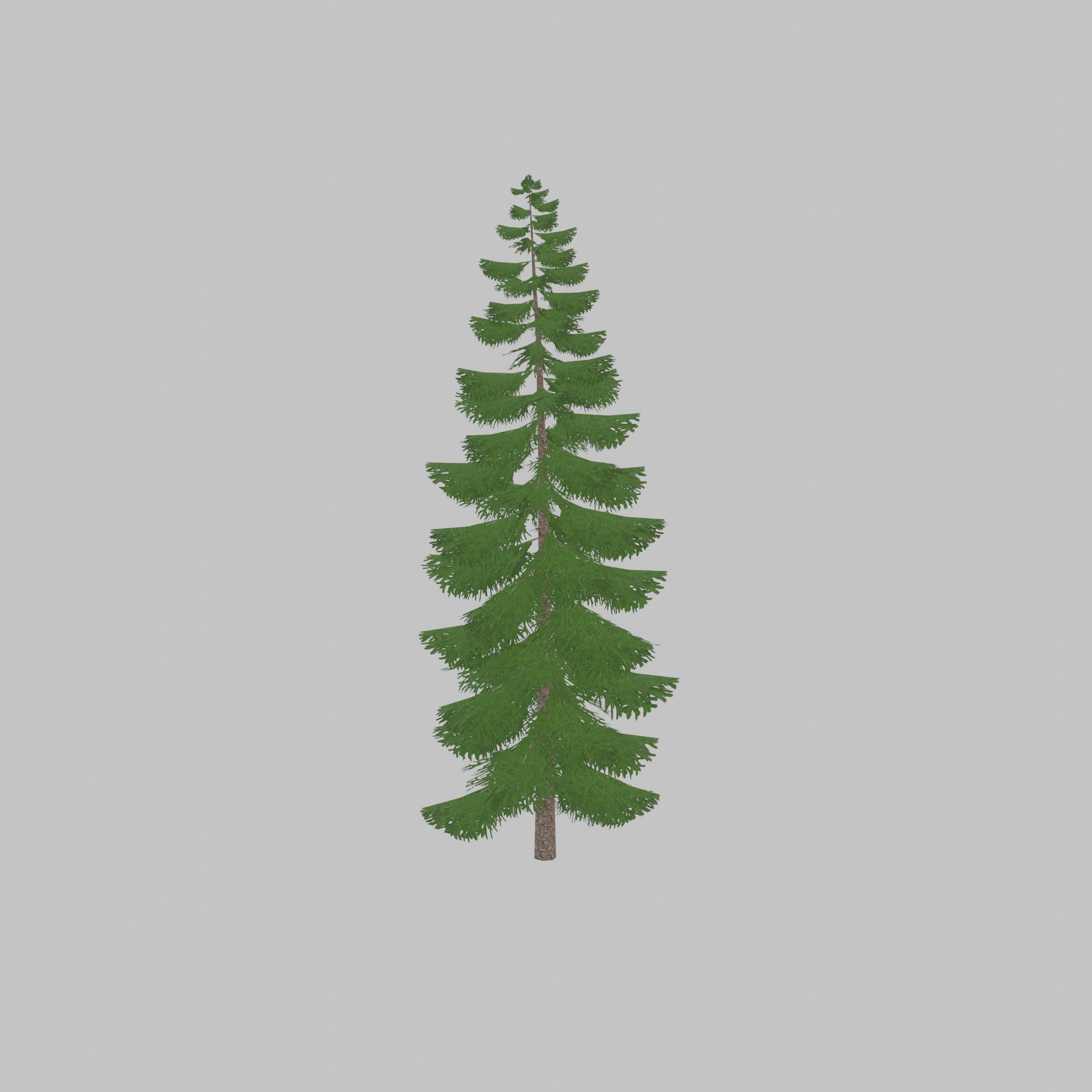 Spruce summer solitary 31000mm version 1 Low-poly 3D model_40