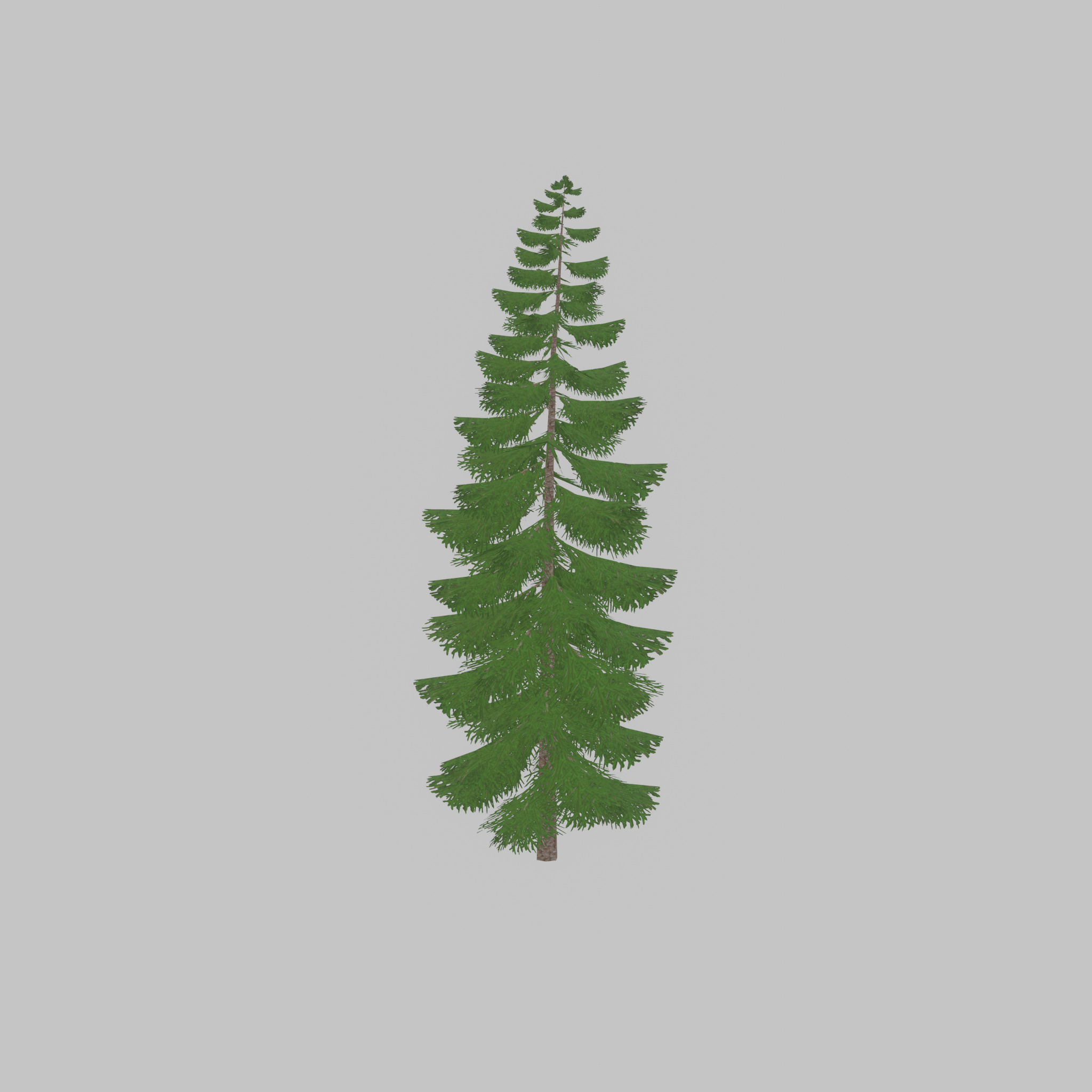 Spruce summer solitary 31000mm version 1 Low-poly 3D model_55