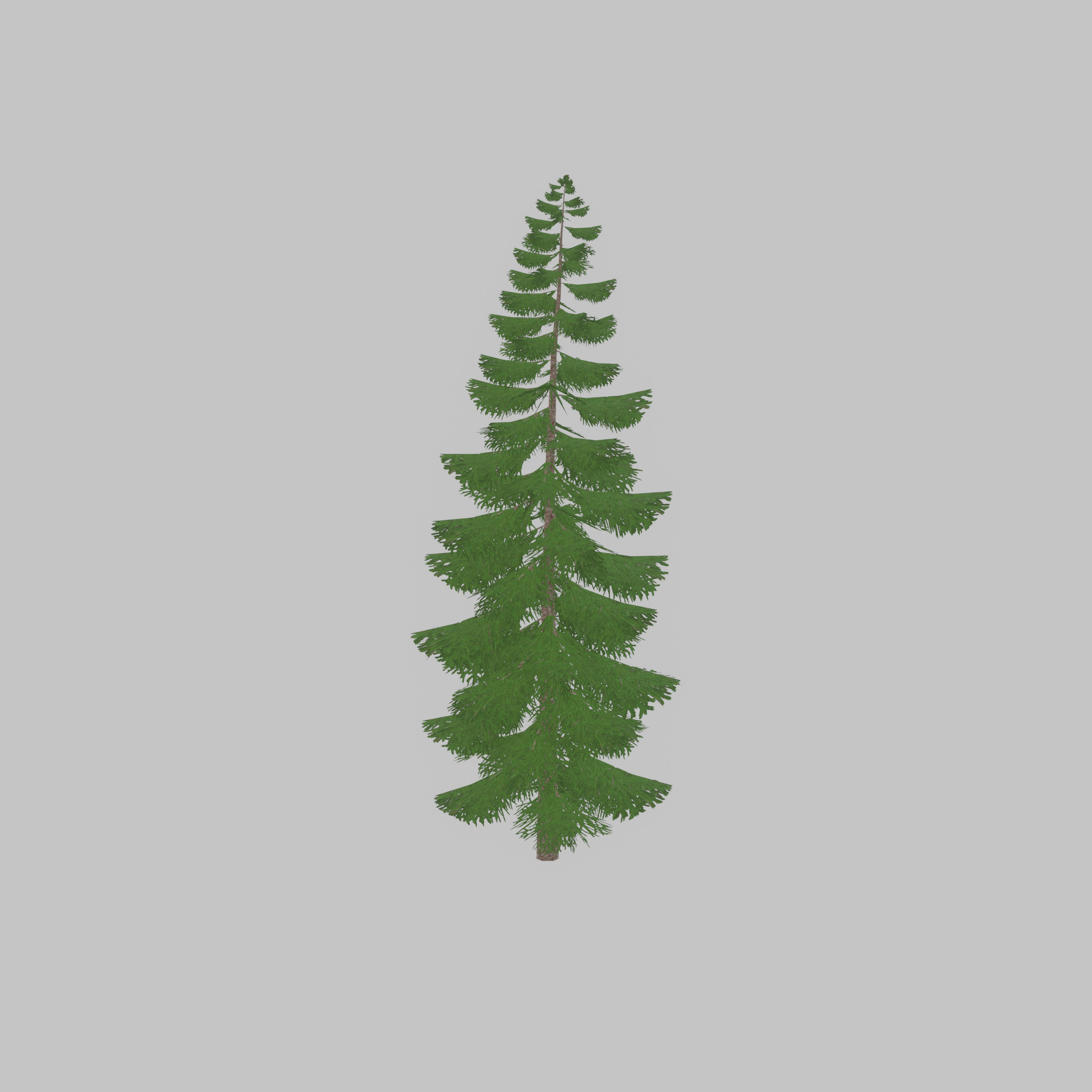 Spruce summer solitary 31000mm version 1 Low-poly 3D model_51