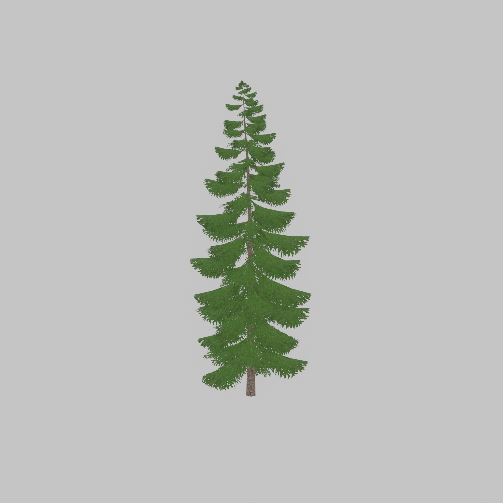 Spruce summer solitary 31000mm version 1 Low-poly 3D model_38