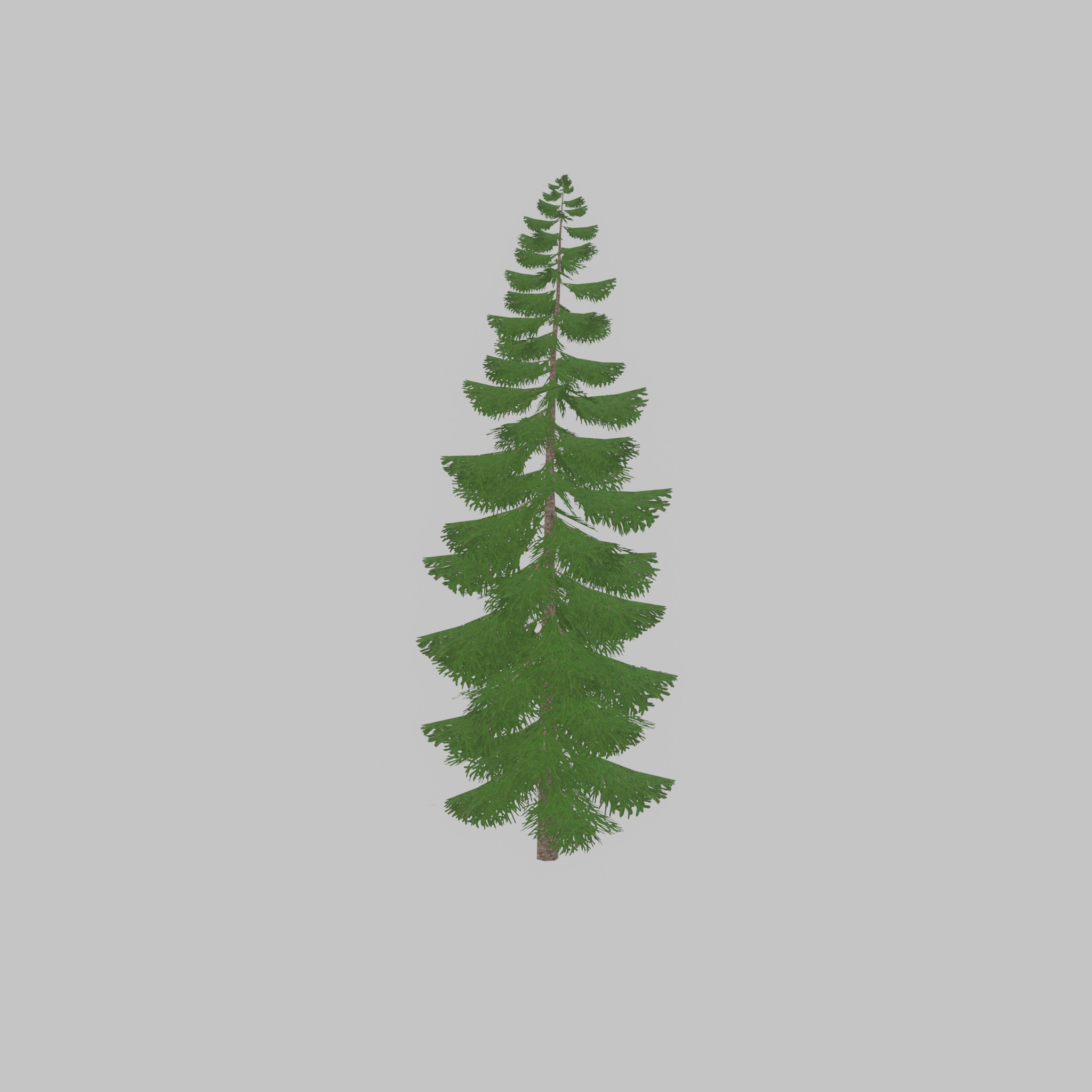Spruce summer solitary 31000mm version 1 Low-poly 3D model_43