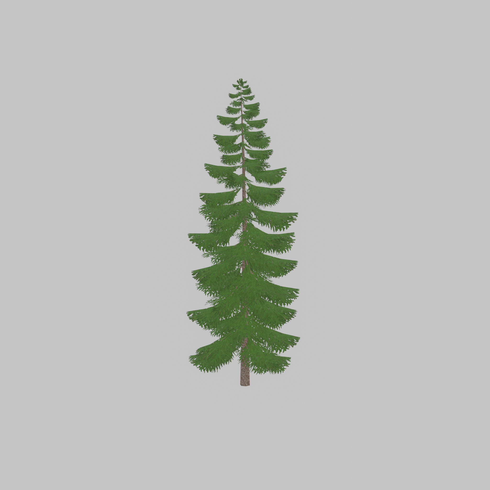 Spruce summer solitary 31000mm version 1 Low-poly 3D model_44