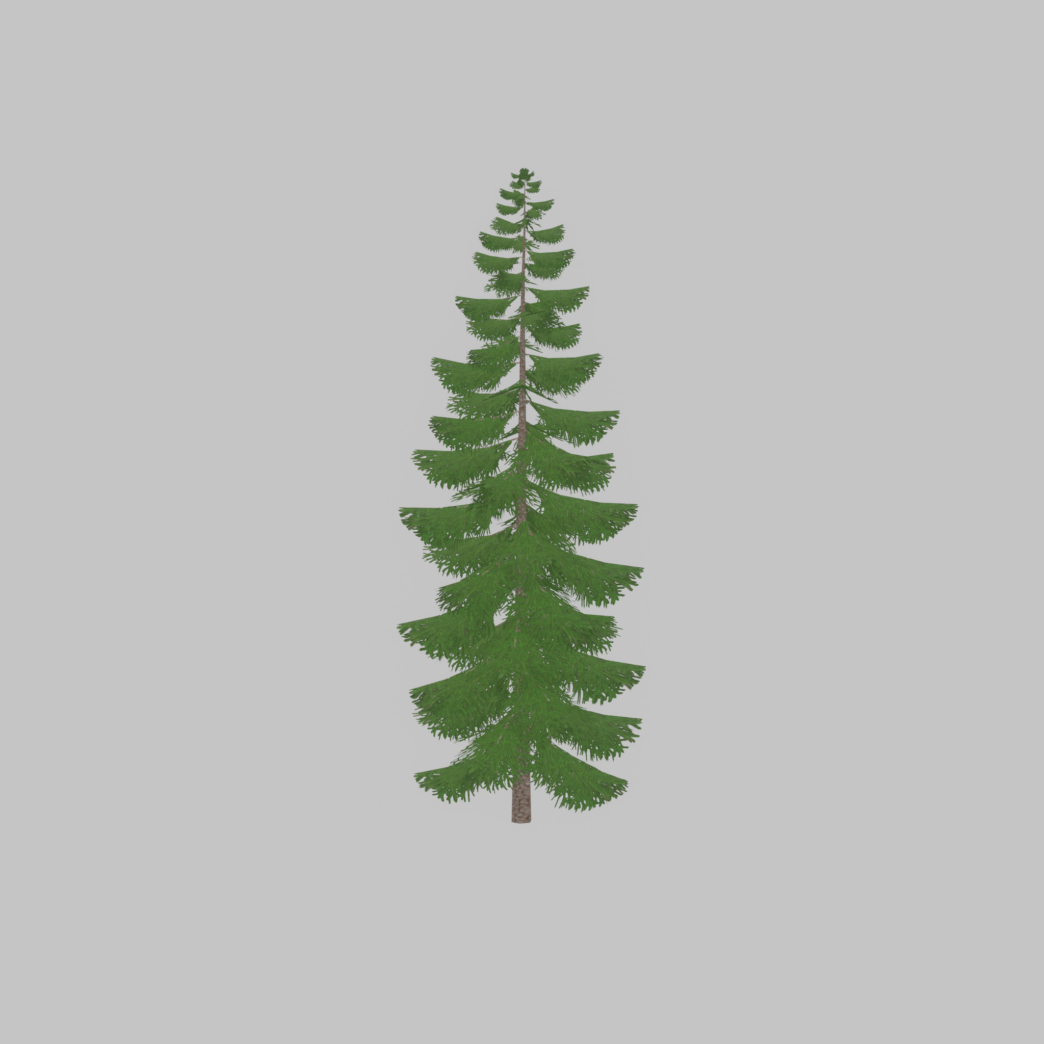 Spruce summer solitary 31000mm version 1 Low-poly 3D model_26