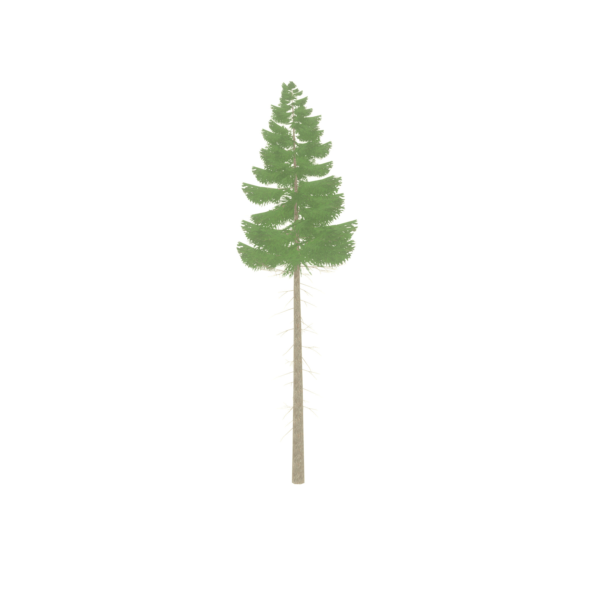 Spruce summer 21000mm forest version Low-poly 3D model_42
