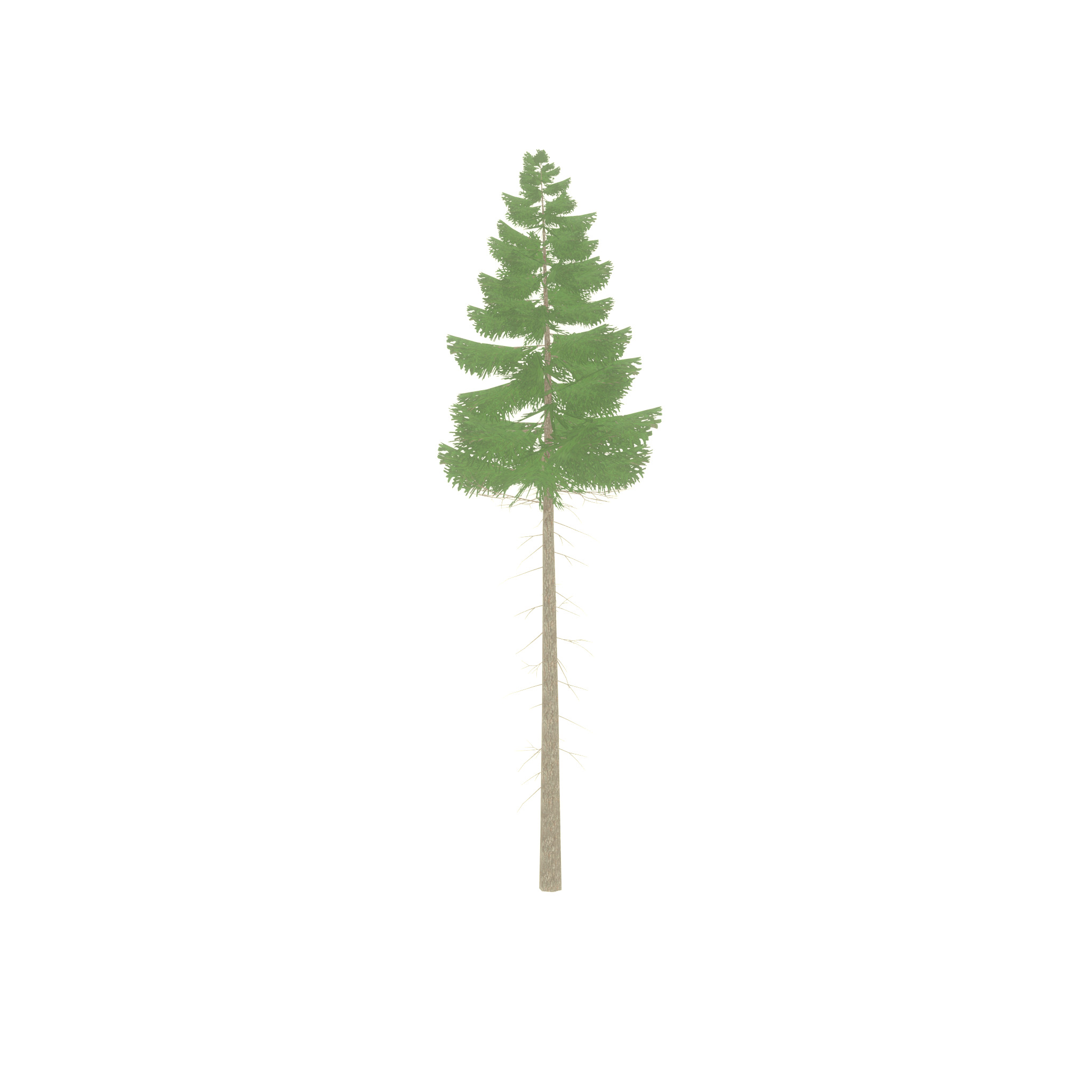 Spruce summer 21000mm forest version Low-poly 3D model_44
