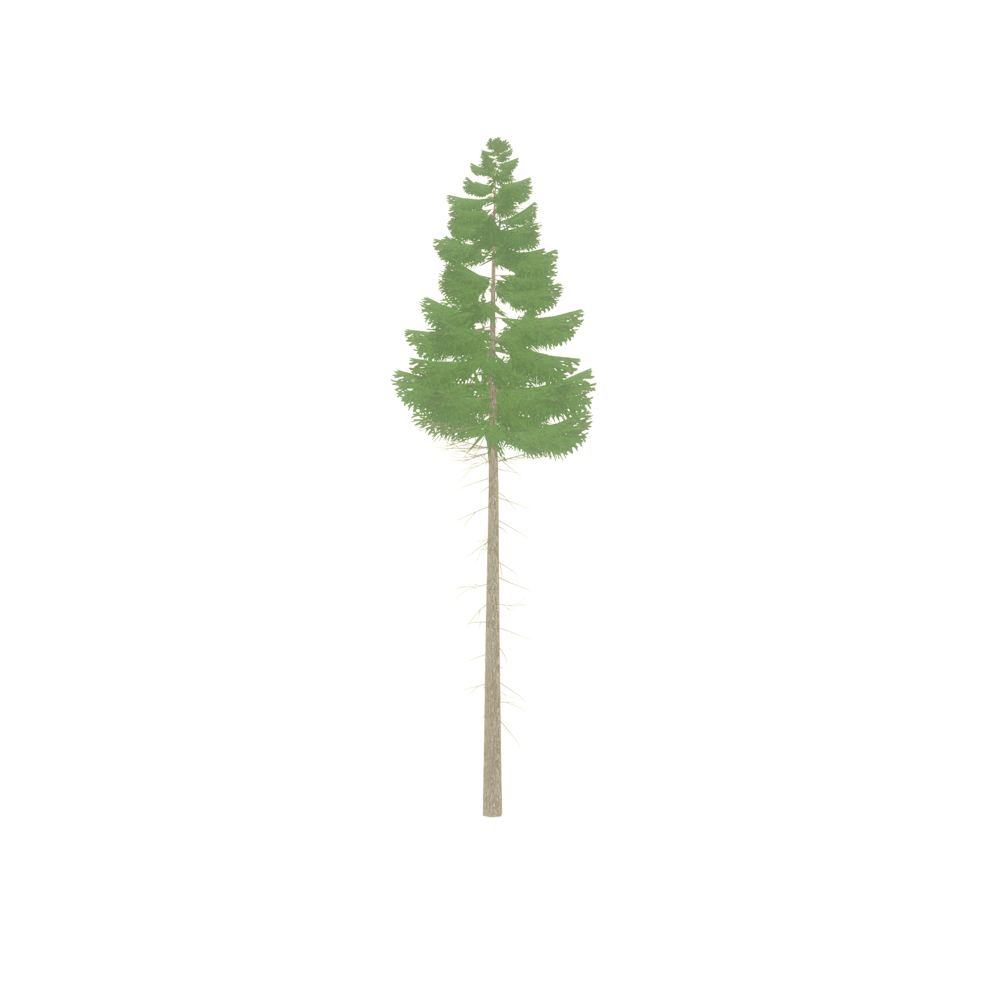 Spruce summer 21000mm forest version Low-poly 3D model_26