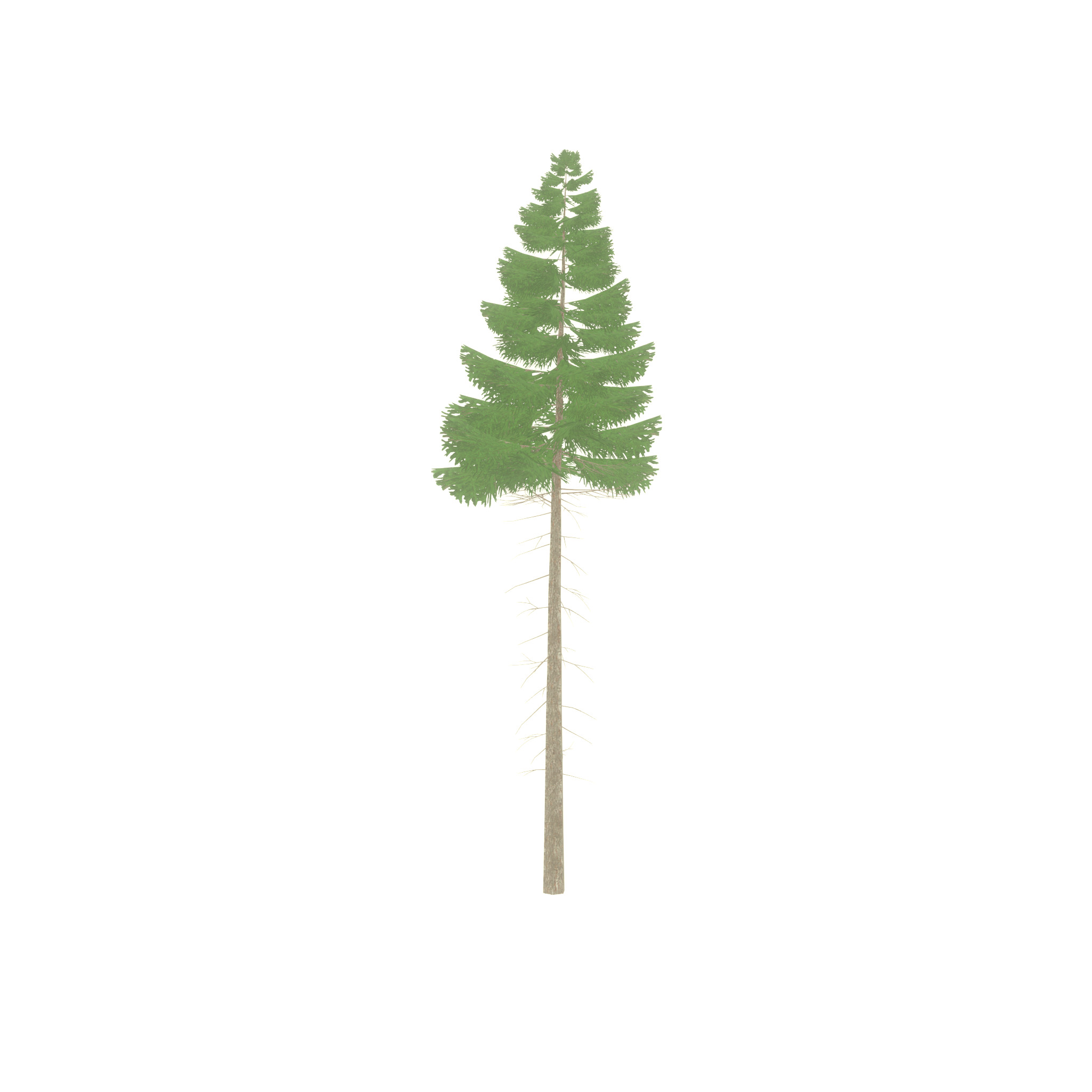 Spruce summer 21000mm forest version Low-poly 3D model_32