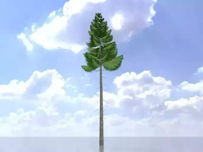 Spruce summer 21000mm forest version Low-poly 3D model