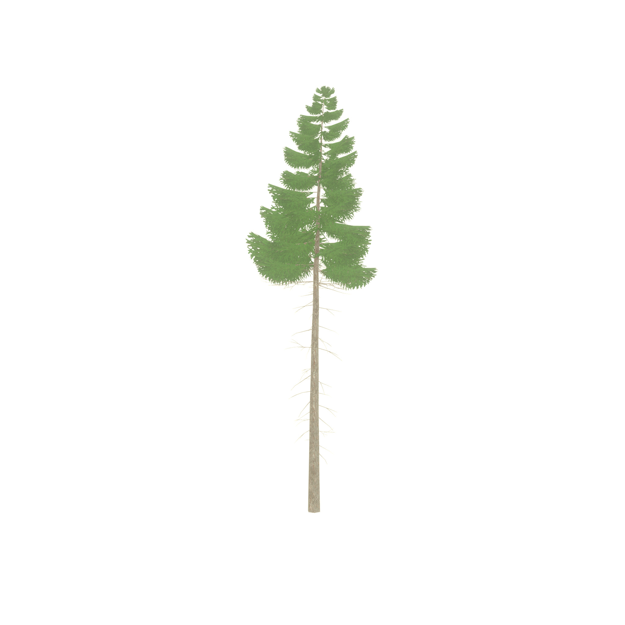 Spruce summer 21000mm forest version Low-poly 3D model_54