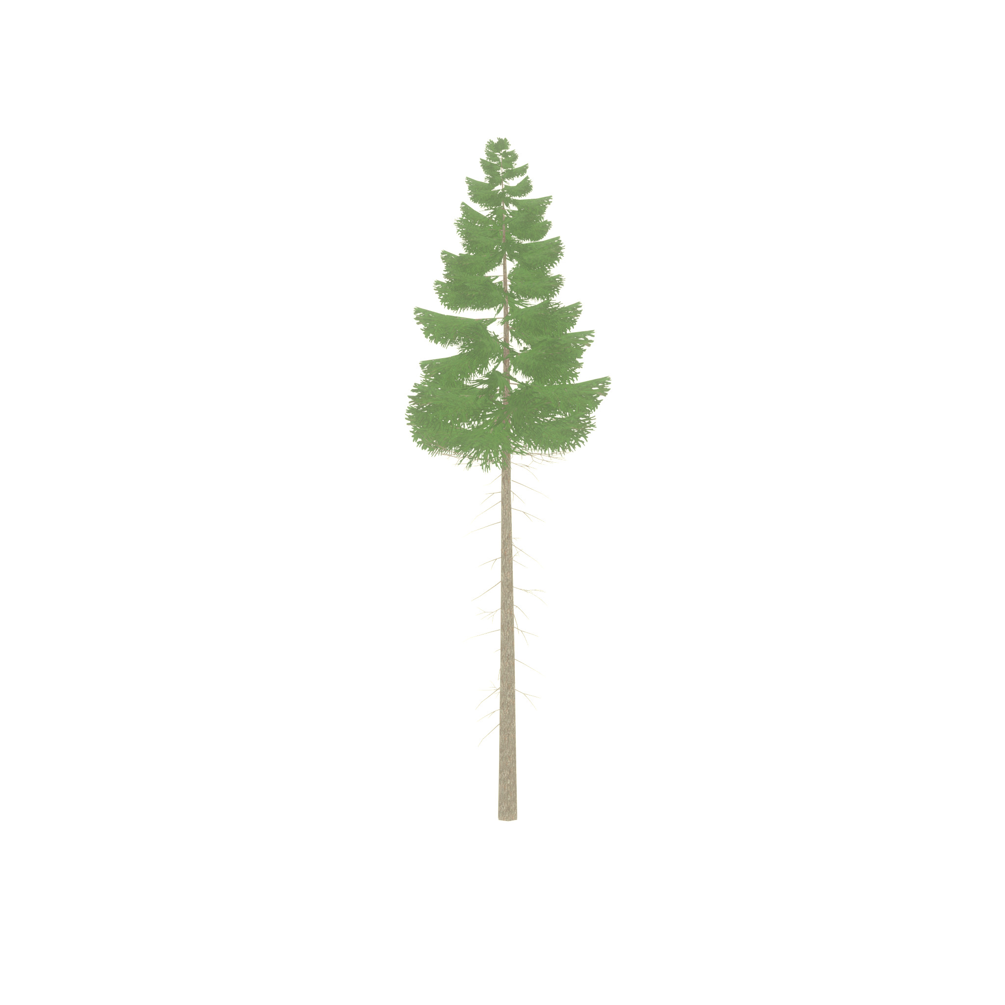 Spruce summer 21000mm forest version Low-poly 3D model_45
