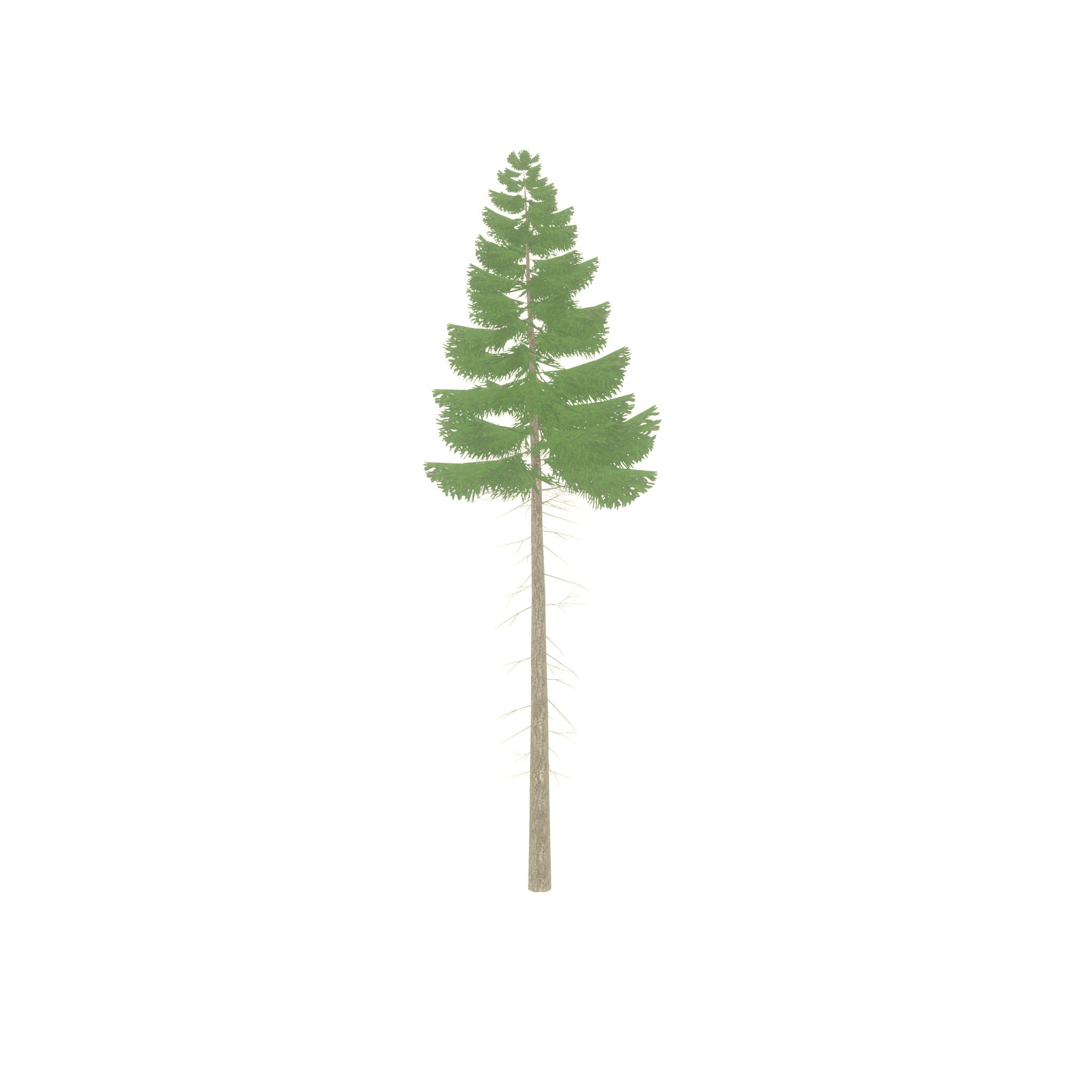 Spruce summer 21000mm forest version Low-poly 3D model_35