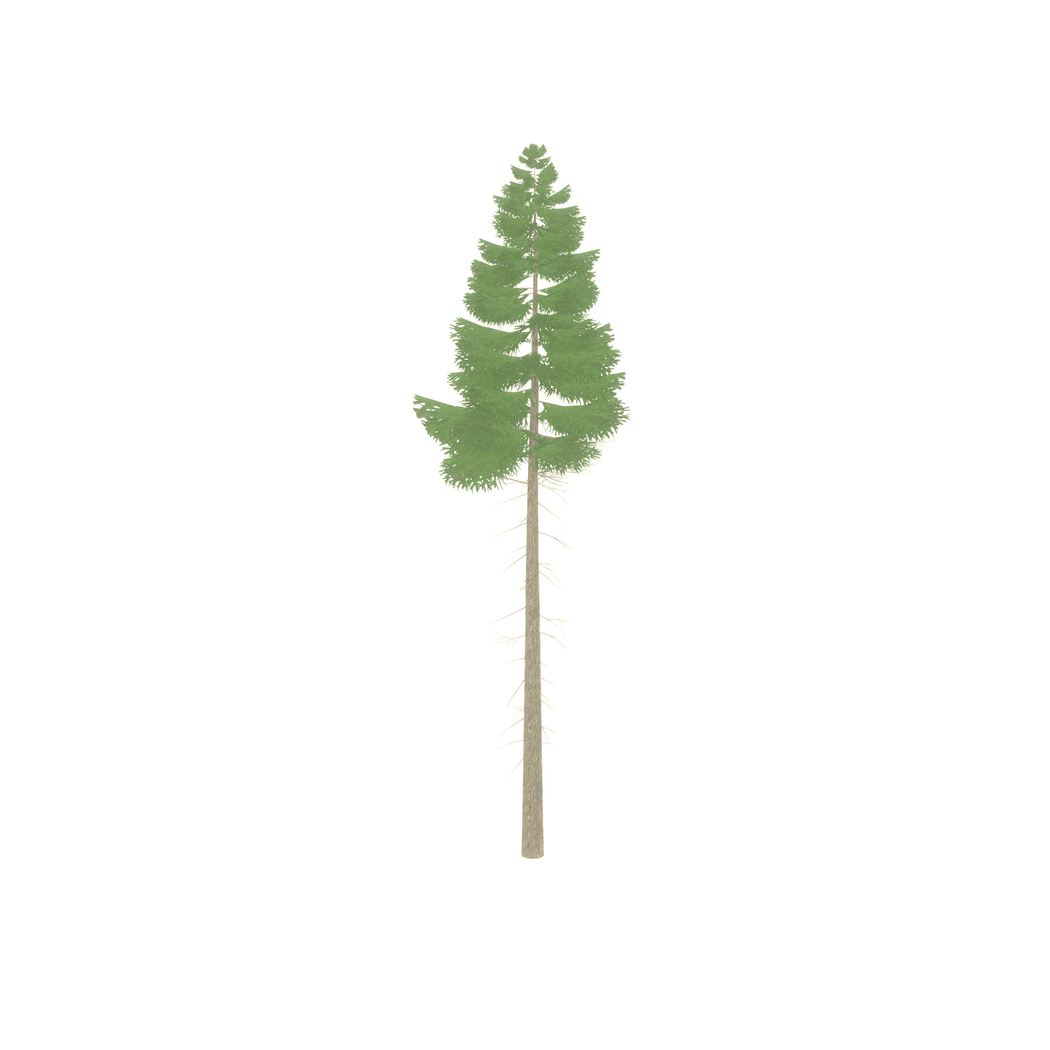 Spruce summer 21000mm forest version Low-poly 3D model_48