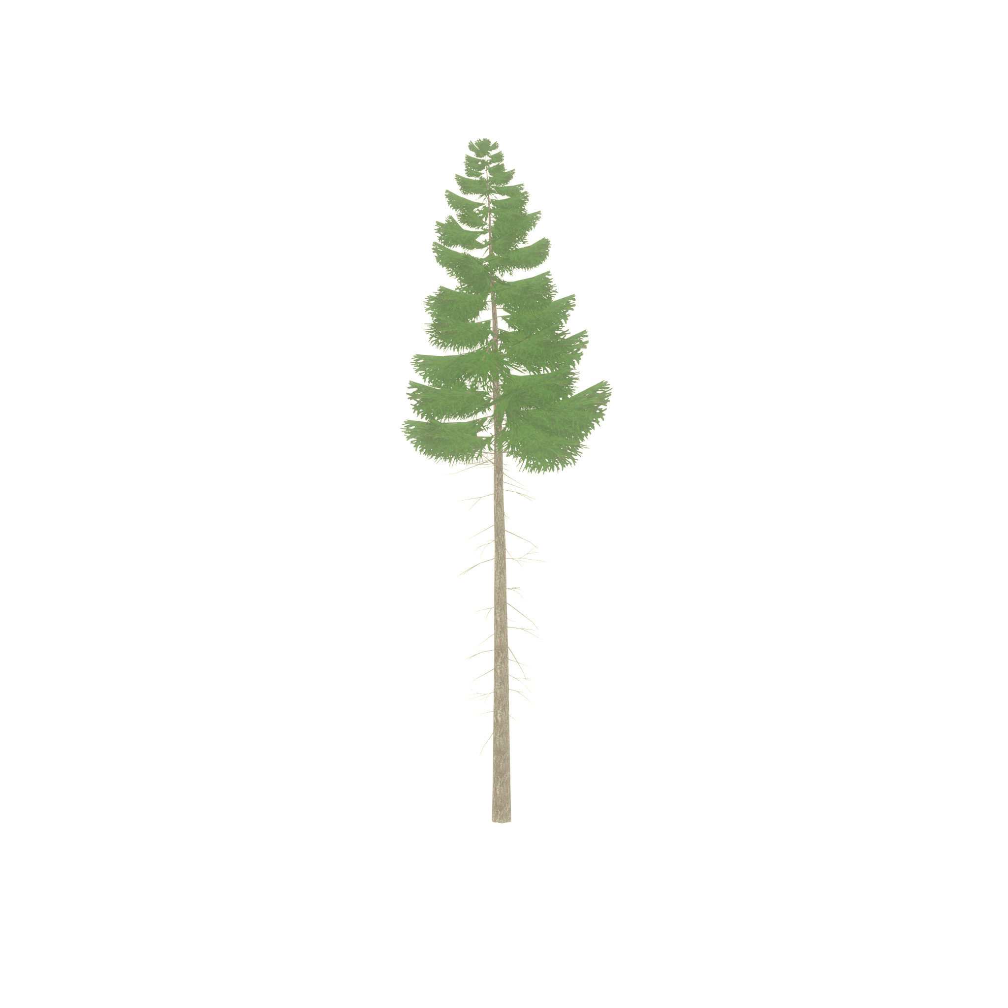 Spruce summer 21000mm forest version Low-poly 3D model_38