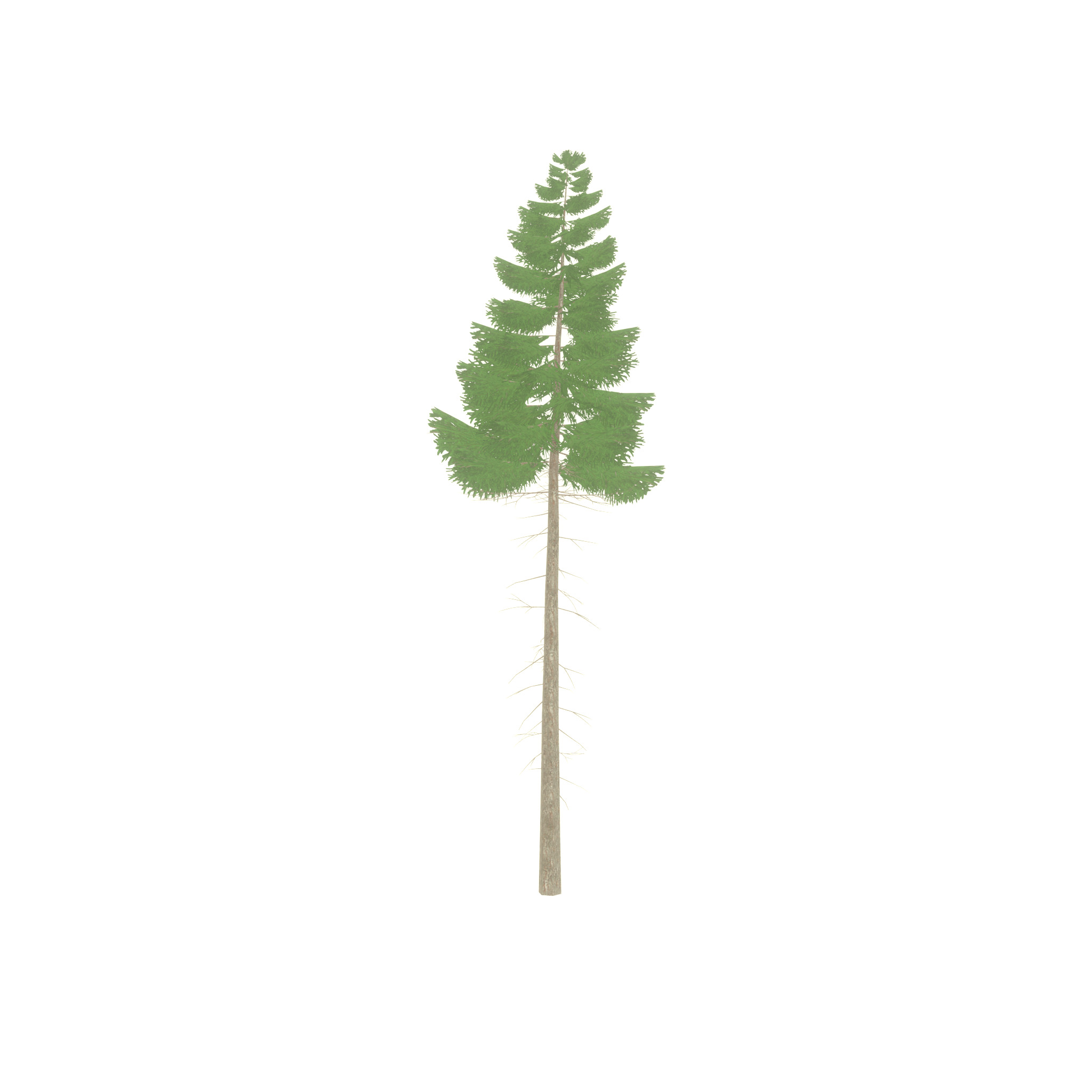 Spruce summer 21000mm forest version Low-poly 3D model_53