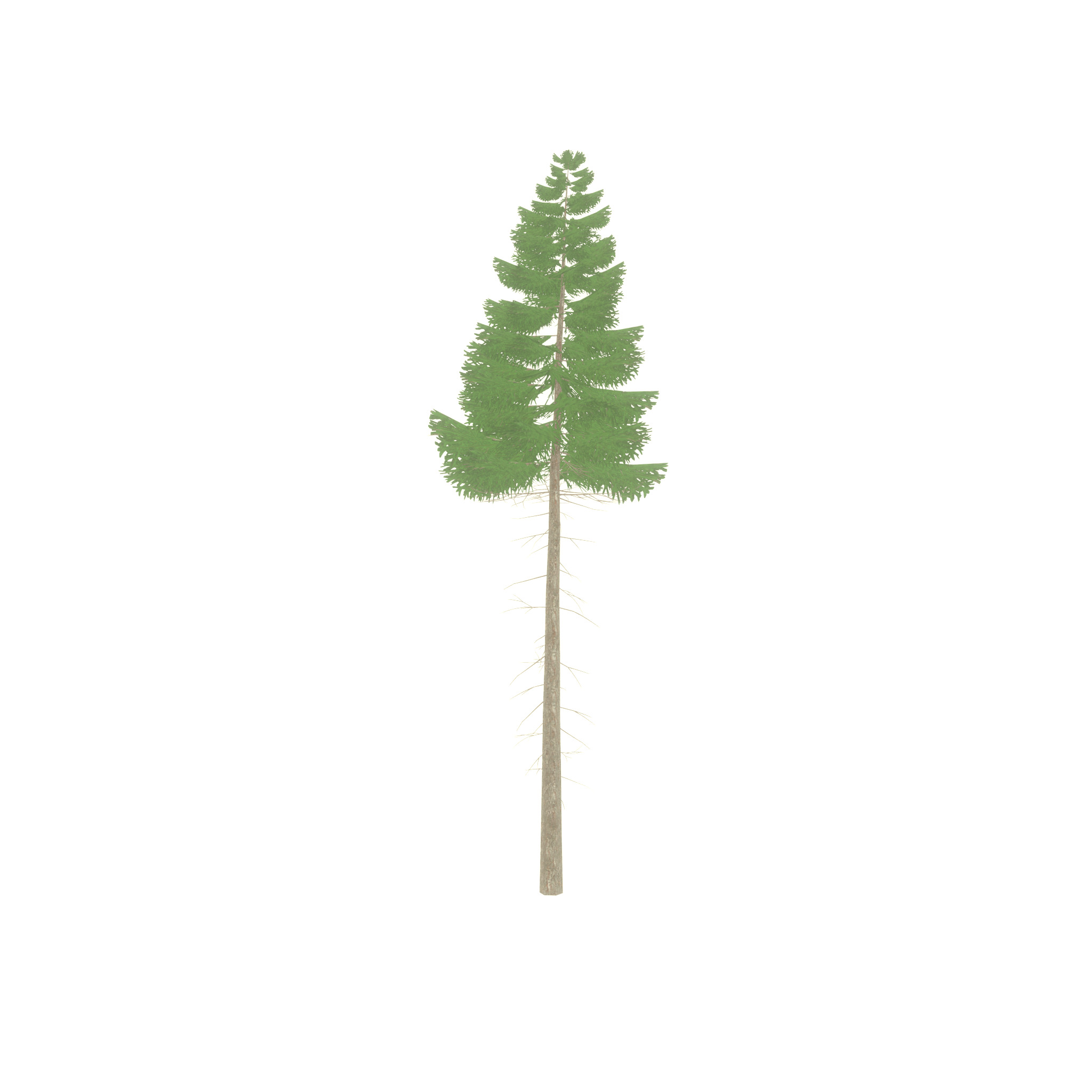 Spruce summer 21000mm forest version Low-poly 3D model_52